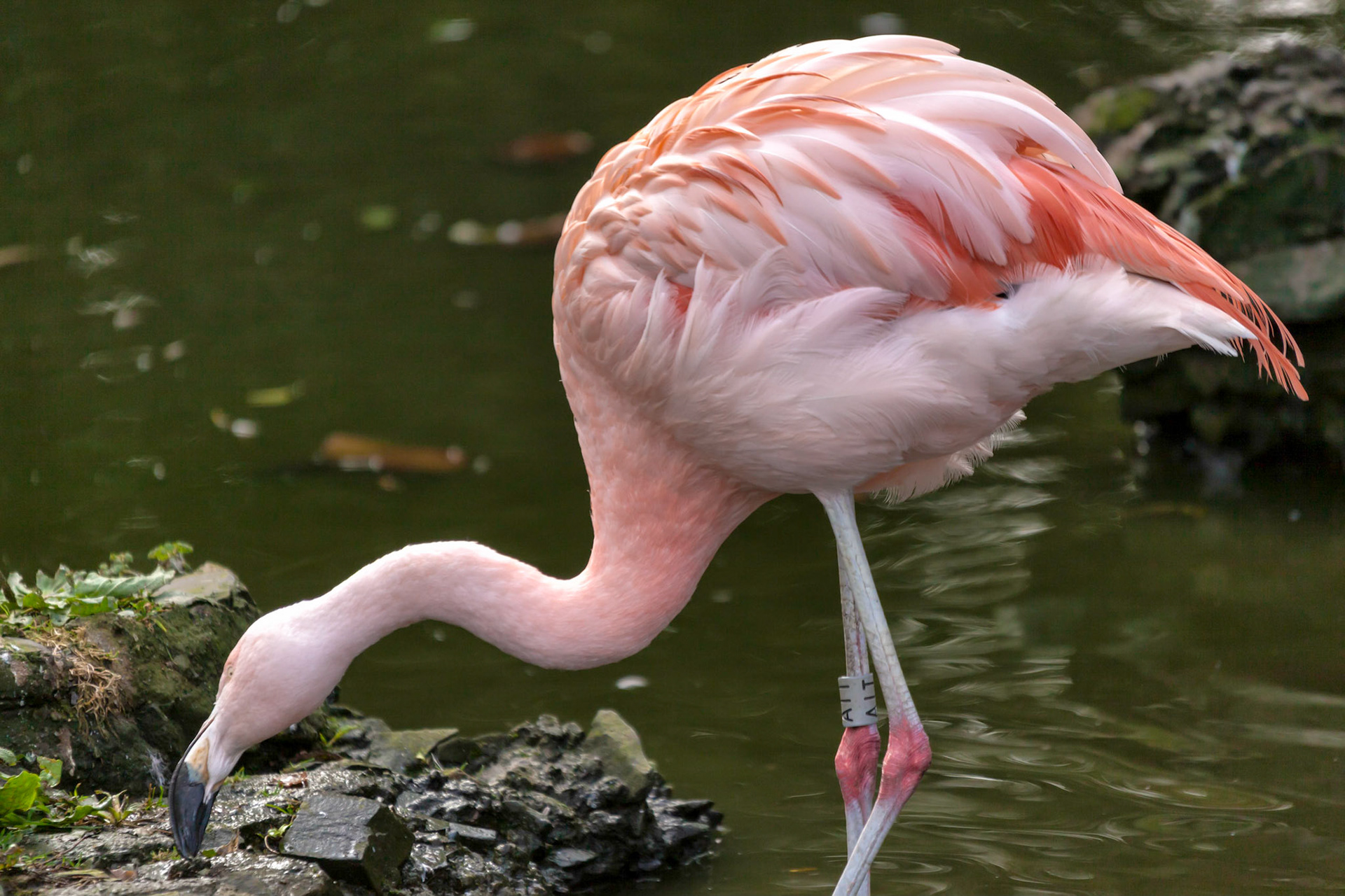 Chilean Flamingo (Phoenicopterus chilensis)