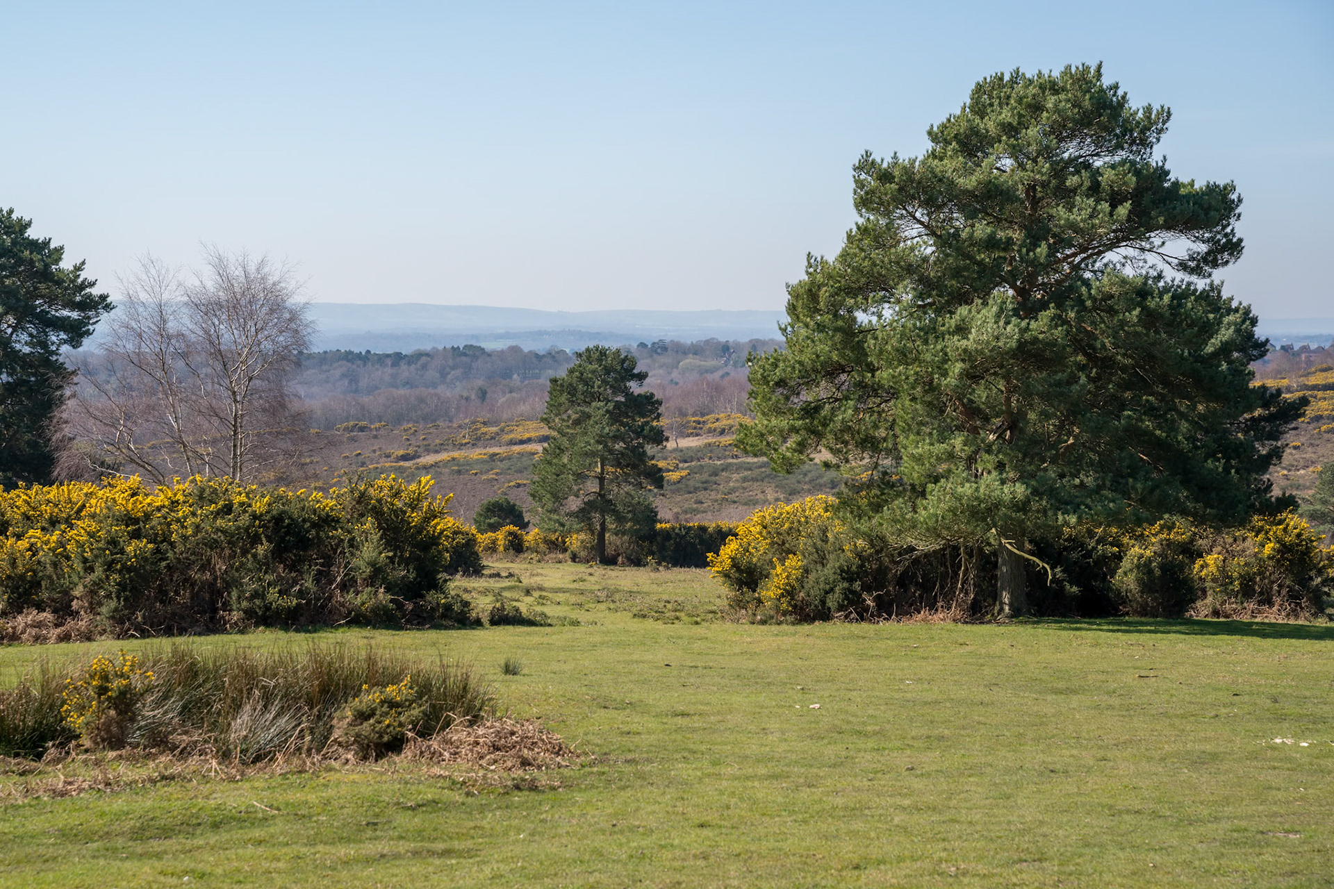 View of the Ashdown Forest in East Sussex on a sunny spring day