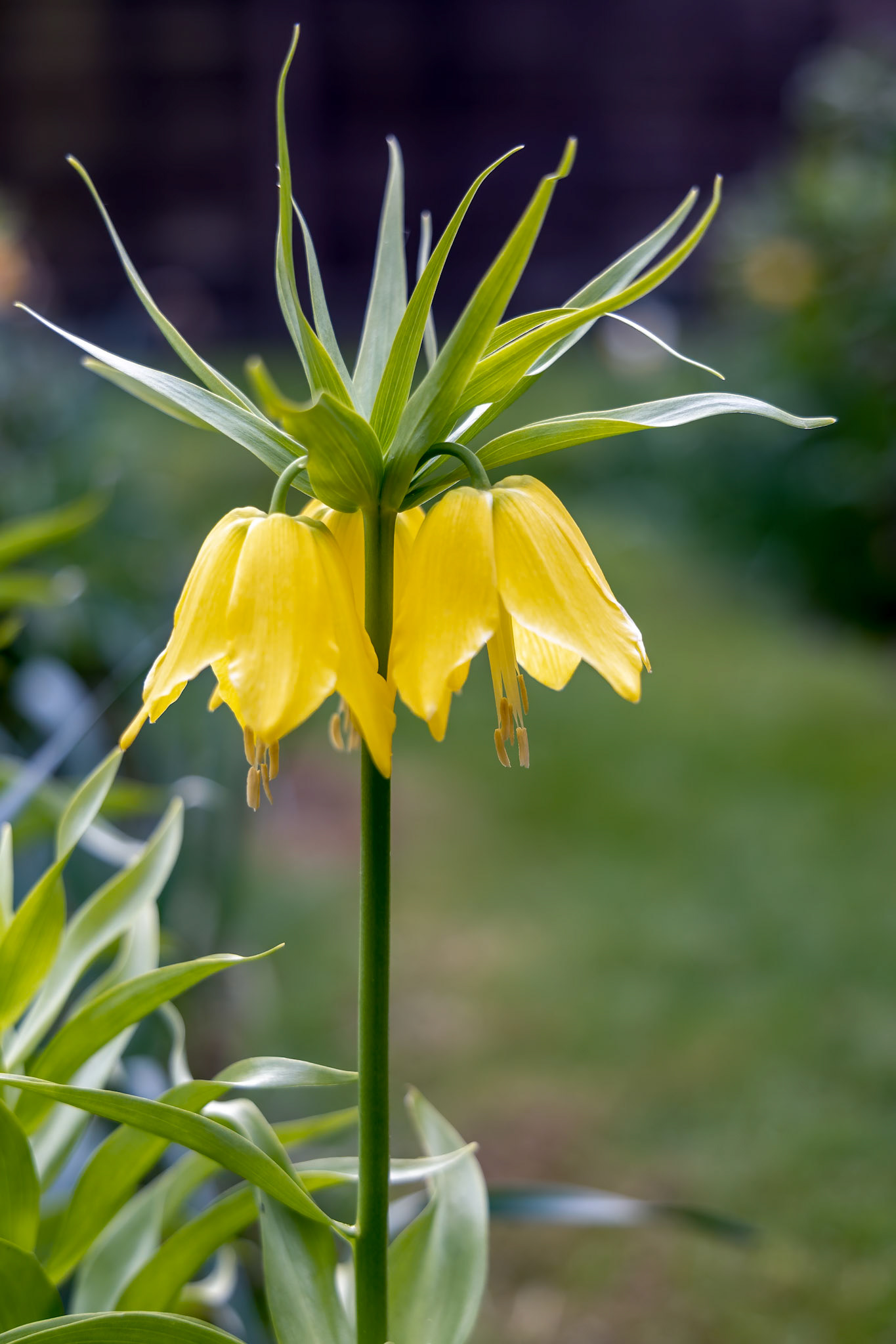 Fritillaria Imperialis (Crown Imperial, Imperial fritillary or Kaiser's crown) Lily in full bloom