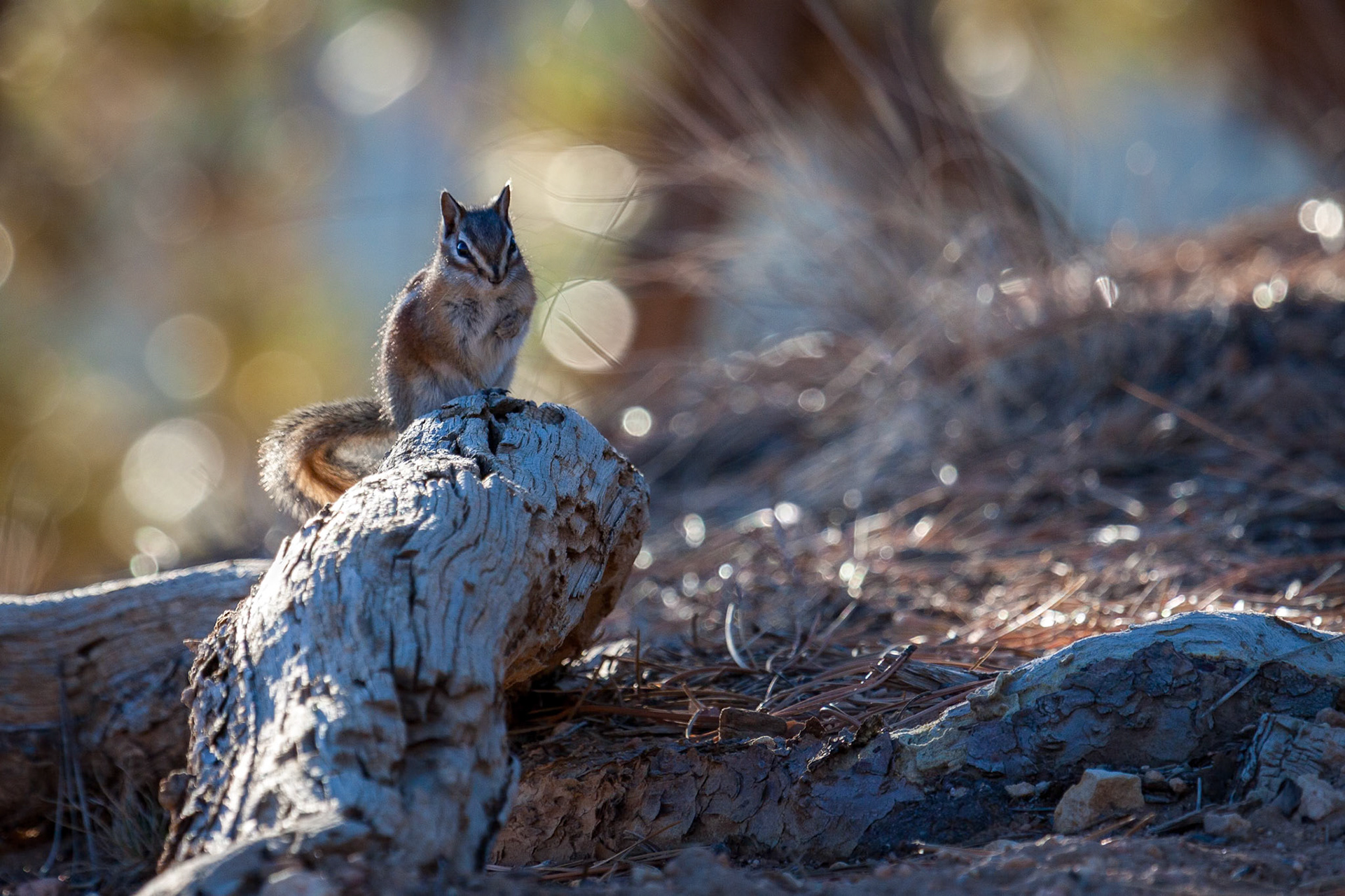 Close-up of a Chipmunk at Bryce Canyon