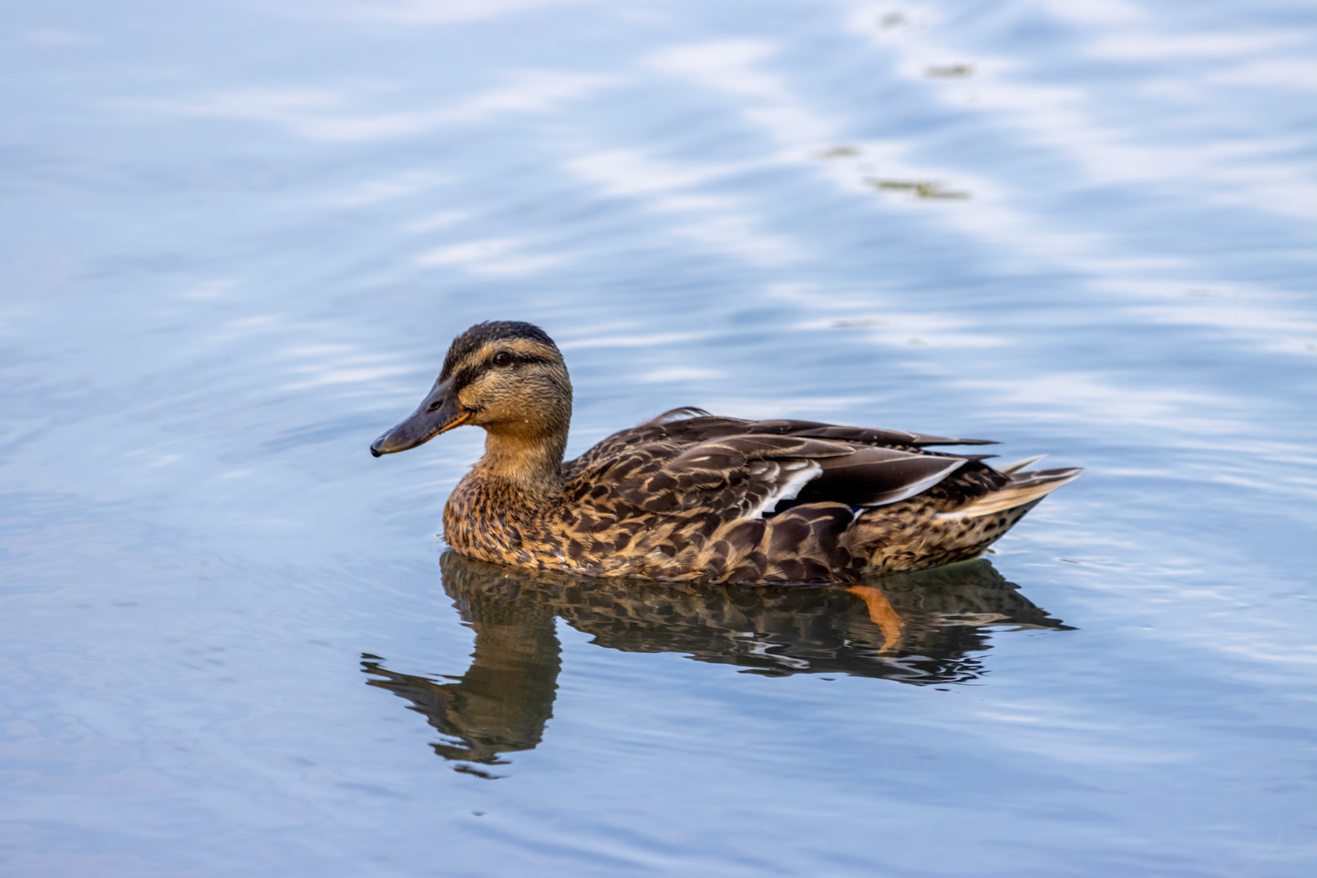 Female Mallard (Anas platyrhynchos) swimming in a lake in Sussex