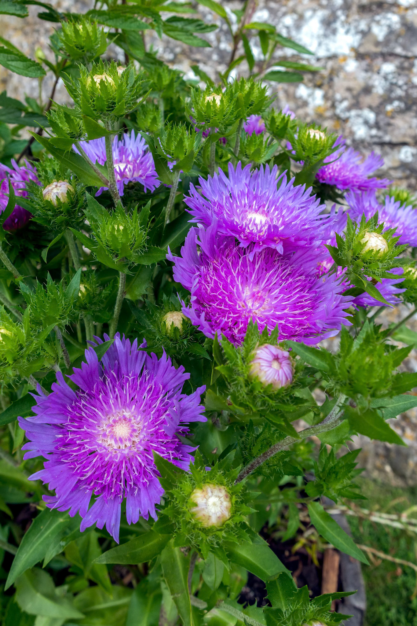 Pot of white centered purple flowers of the hardy perennial Soke's Aster  'Purple Parasols', (Stokesia laevis)