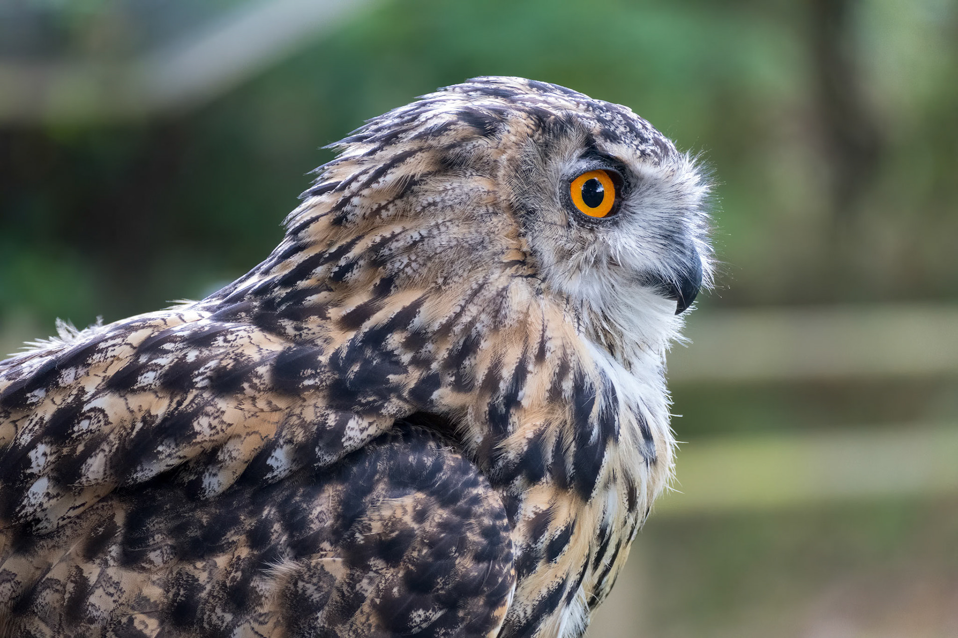 Eurasian Eagle-Owl (Bubo bubo)