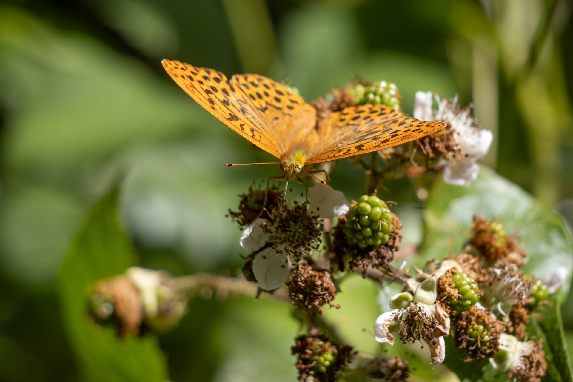 Silver-washed Fritillary (Argynnis paphia) feeding on a Blackberry bush