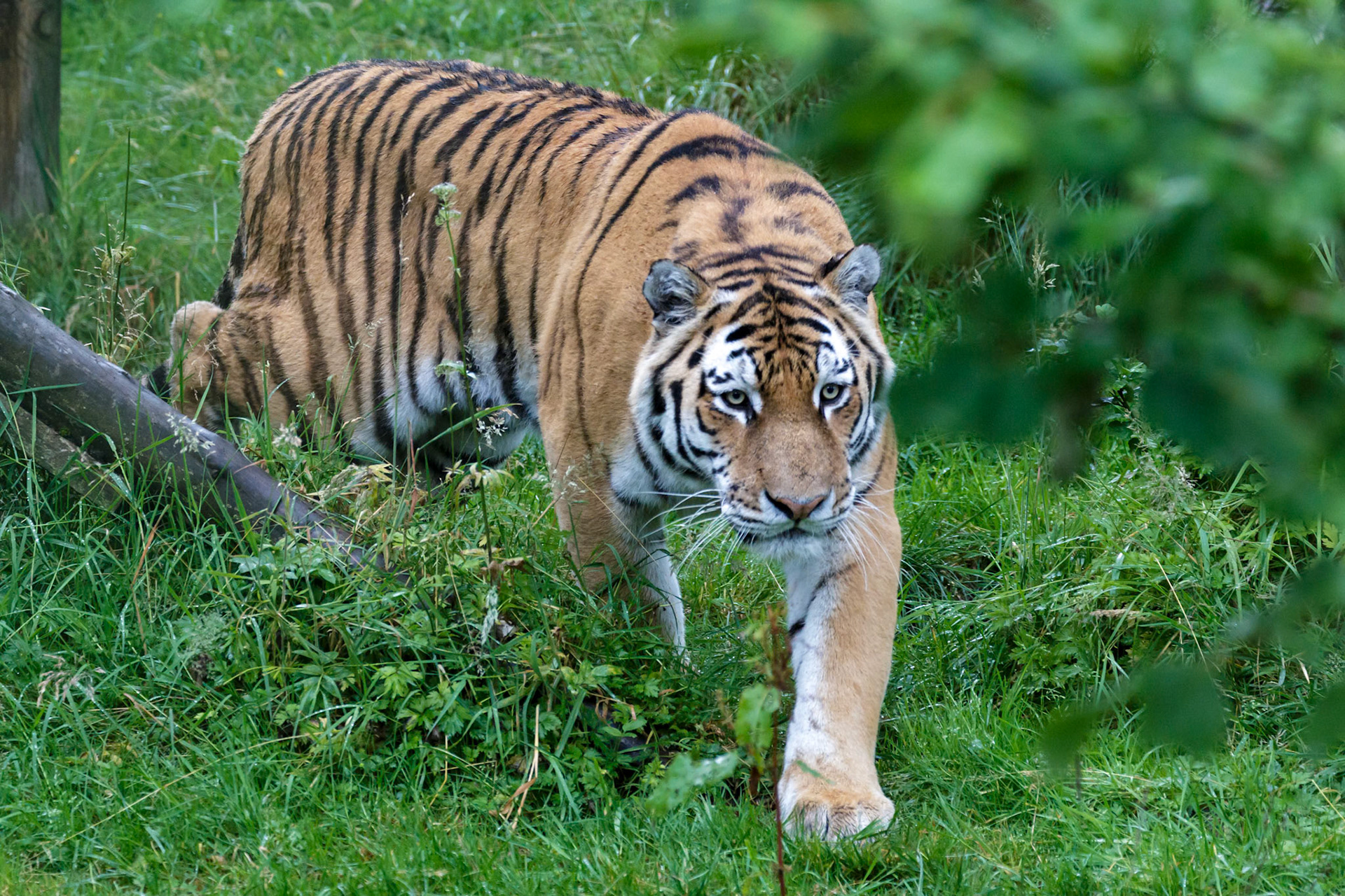 Siberian Tiger (Panthera tigris altaica) or Amur Tiger