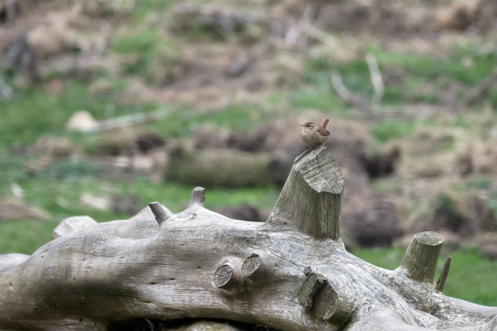 Wren (Troglodytes troglodytes) on a dead tree trunk