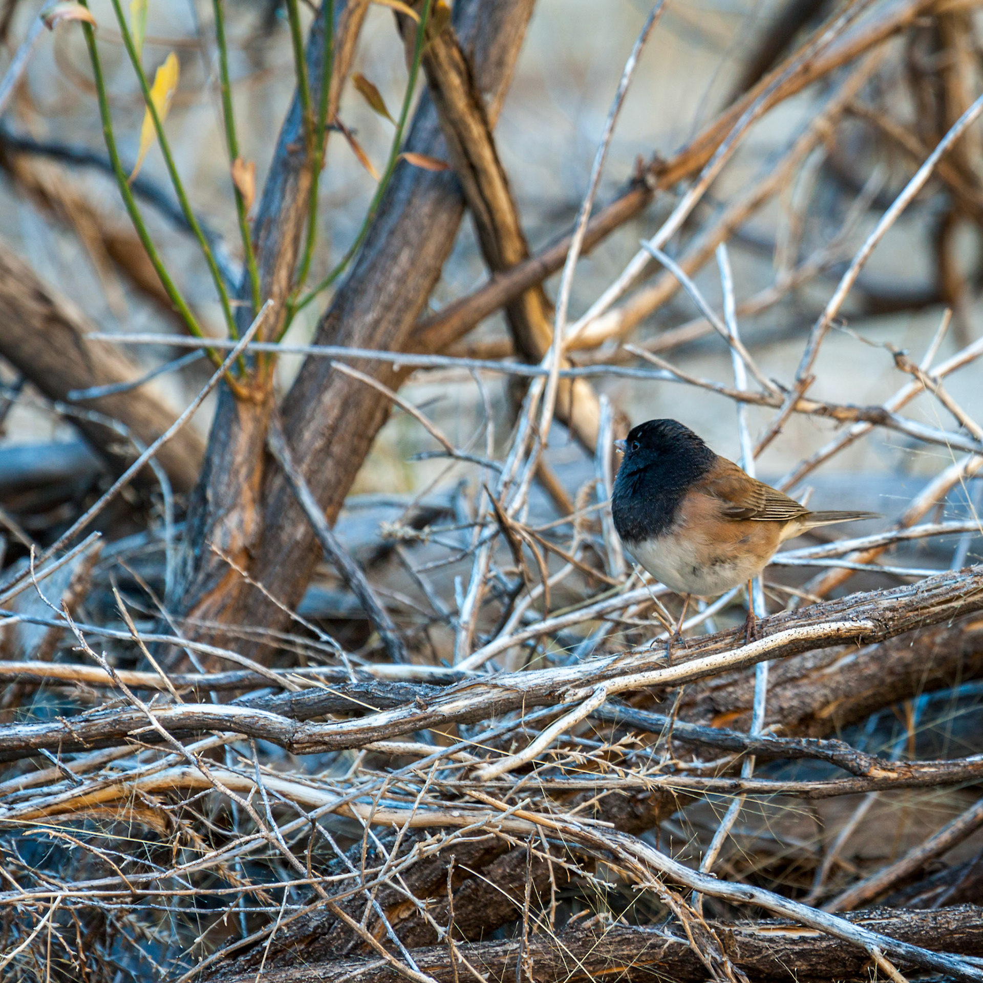 Dark-eyed Junco (Junco hyemalis)