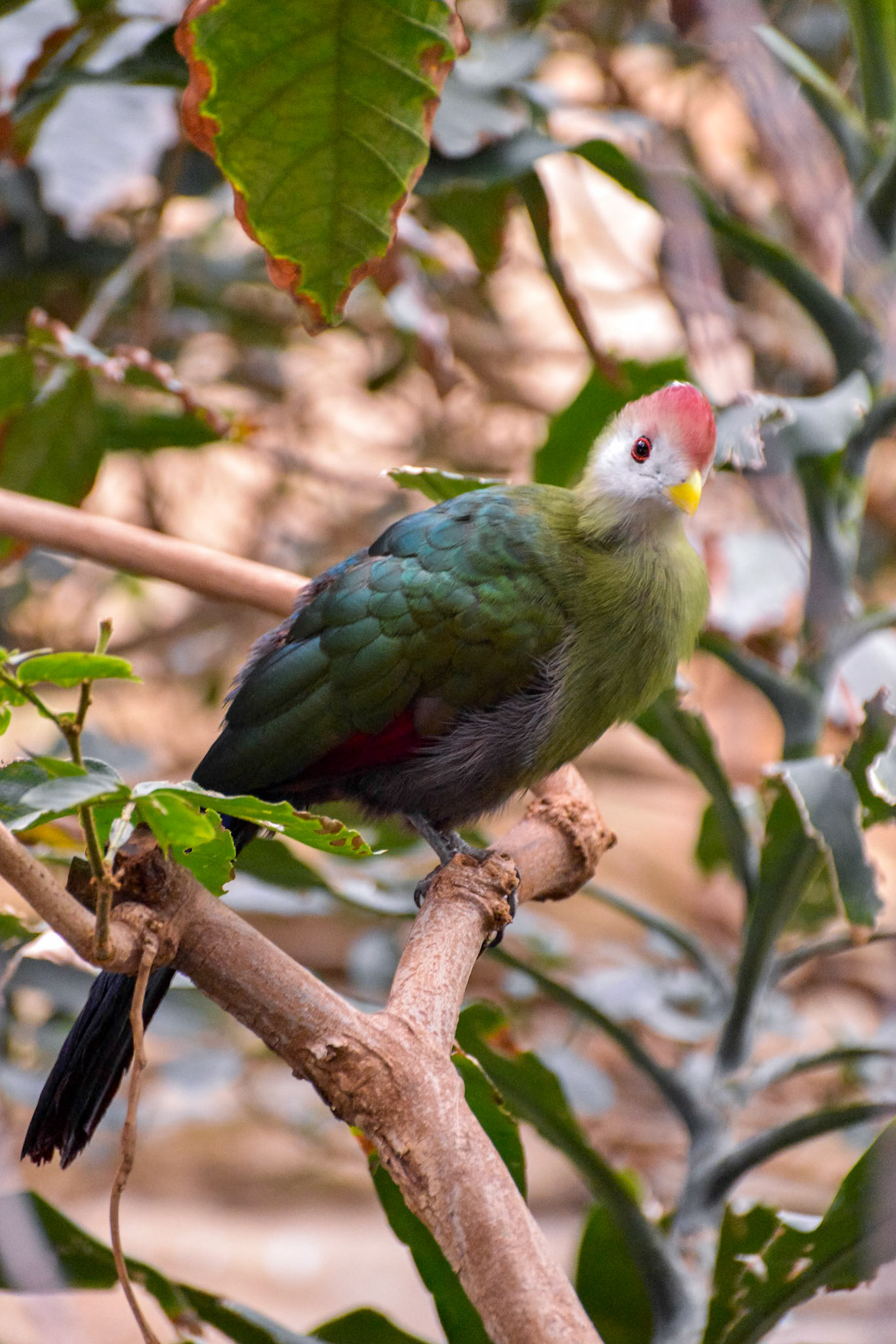 Red-crested Turaco (Tauraco erythrolophus)