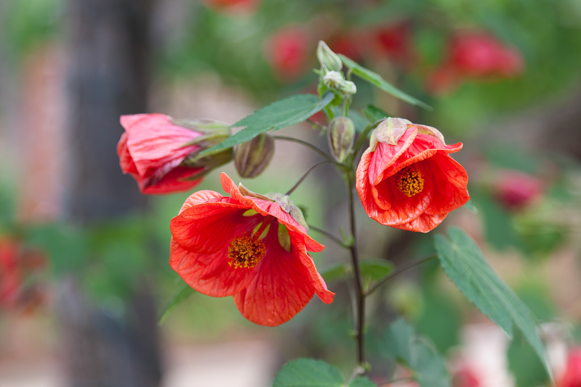 Pomegranate Flower (Punica granatum L ) in Sonoma Valley California