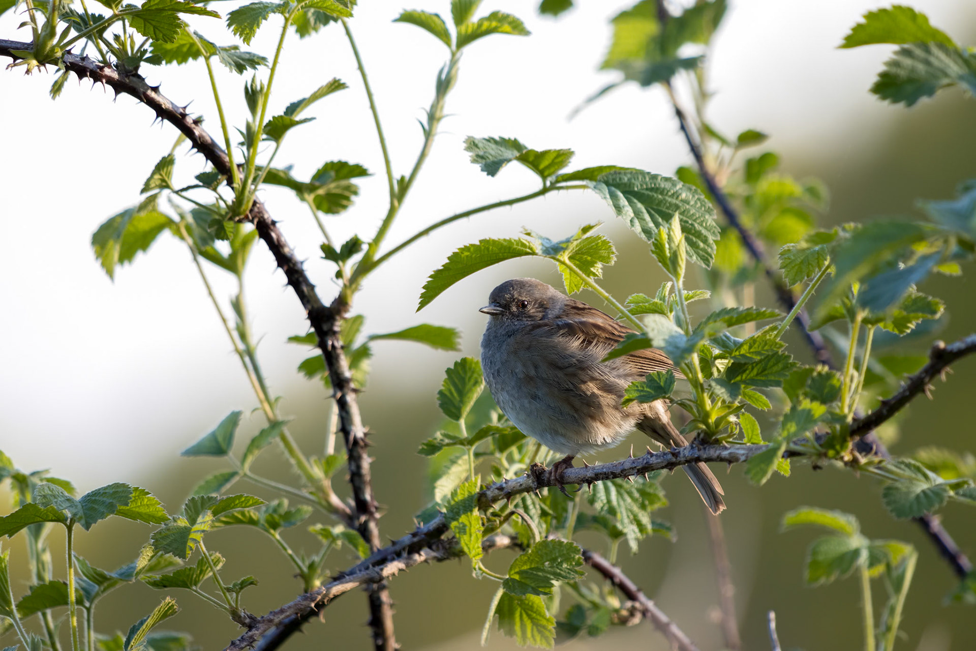 Hedge Accentor (Dunnock) in a hedge in Sussex