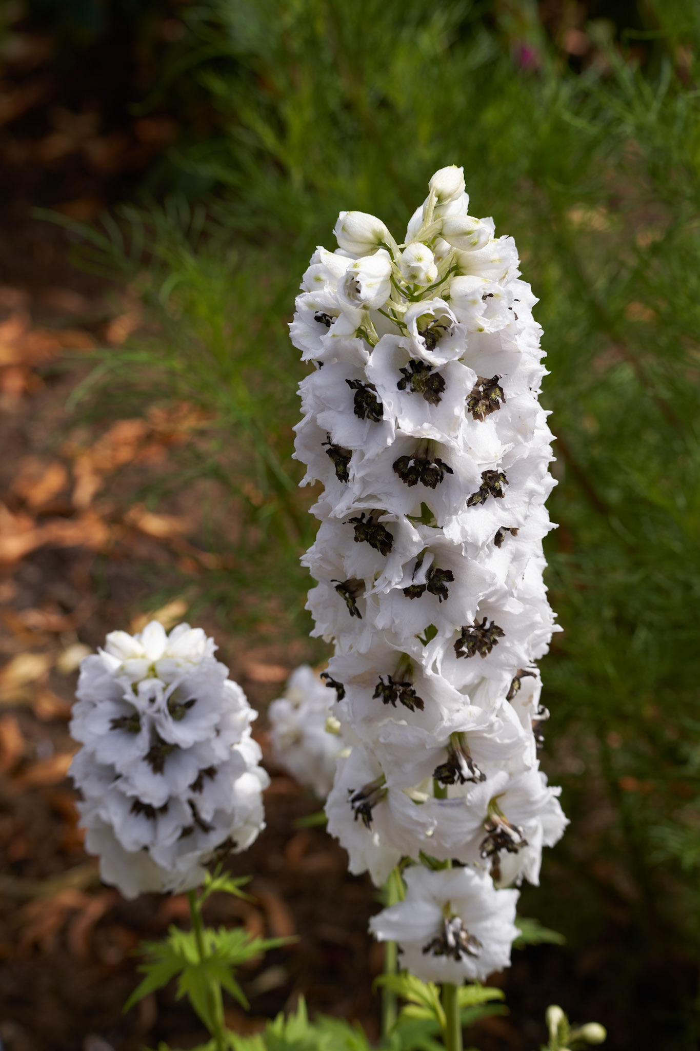 Alpine Delphinium, delphinium elatum L, flowering in East Grinstead