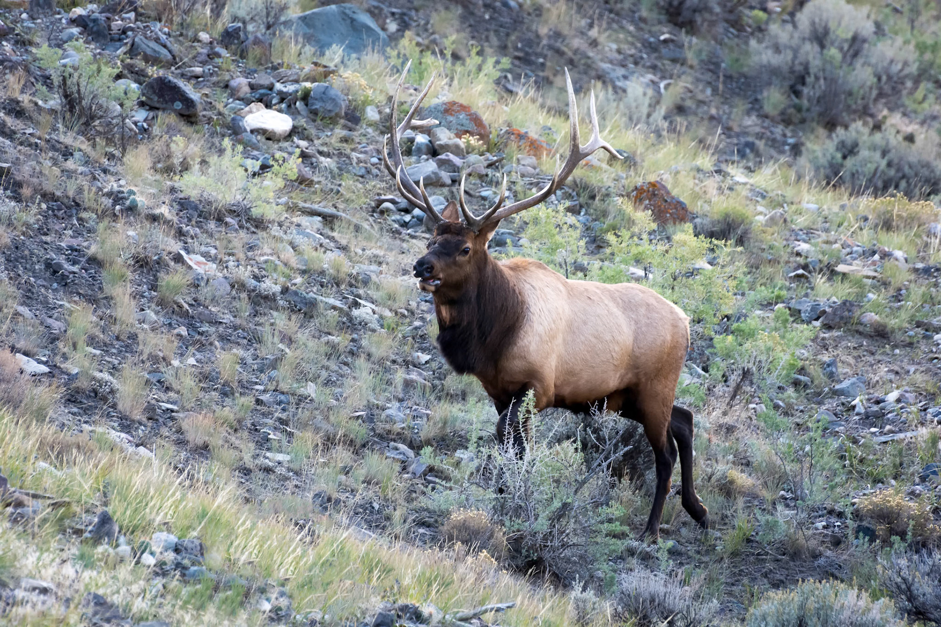 Elk or Wapiti (Cervus canadensis)