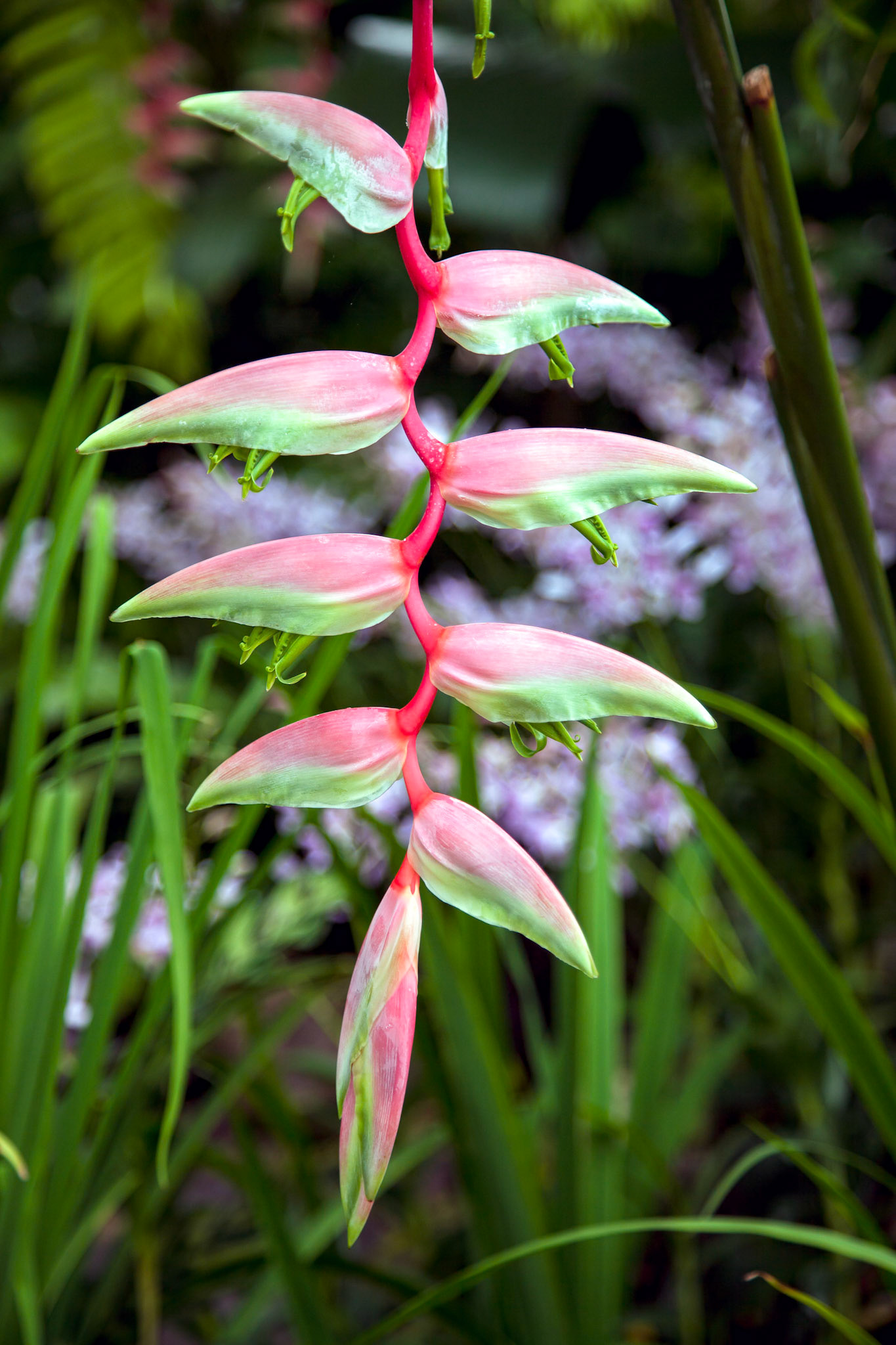 Heliconia (Chartacea) in Singapore Botanical Gardens