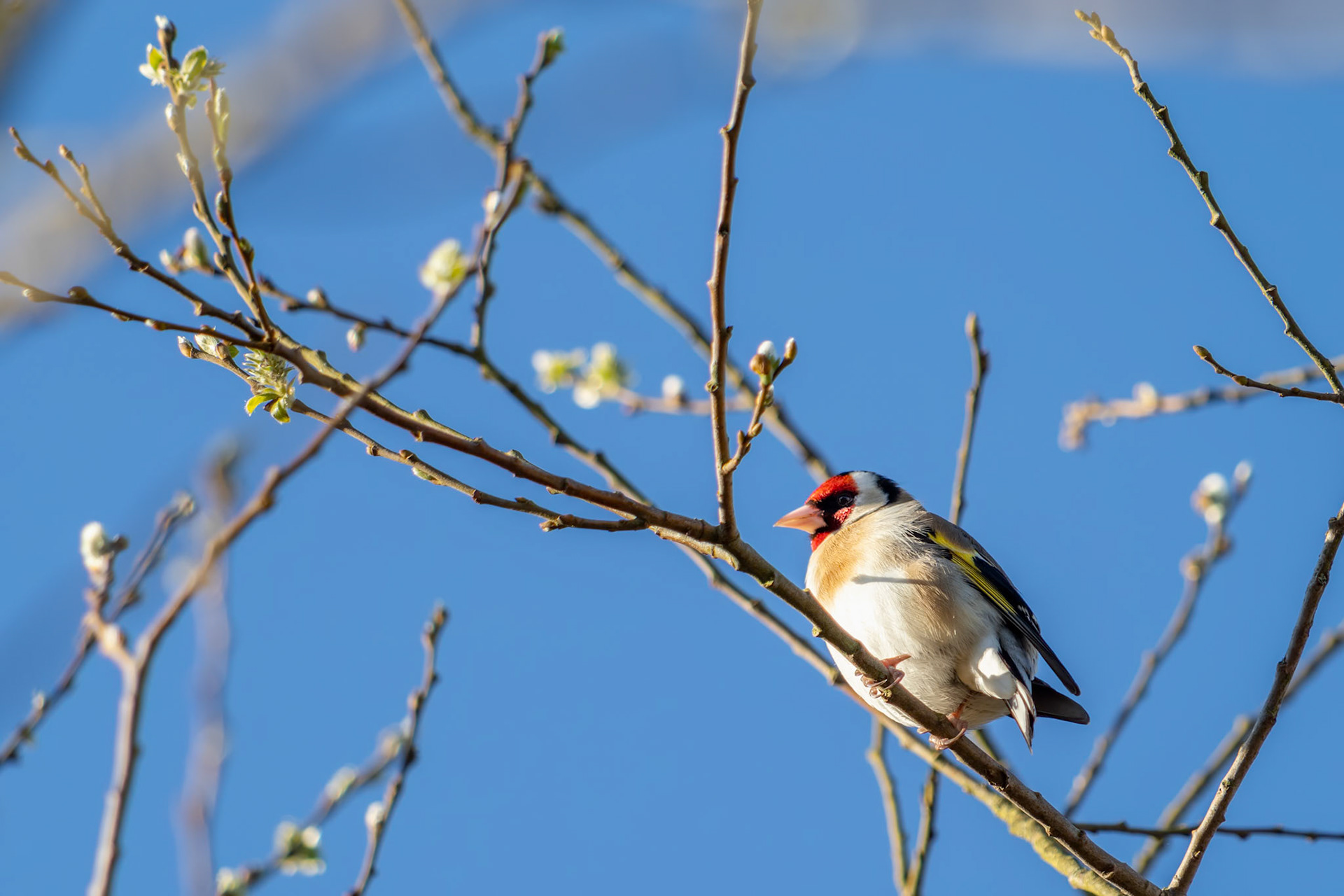 European Goldfinch enjoying the spring sunshine
