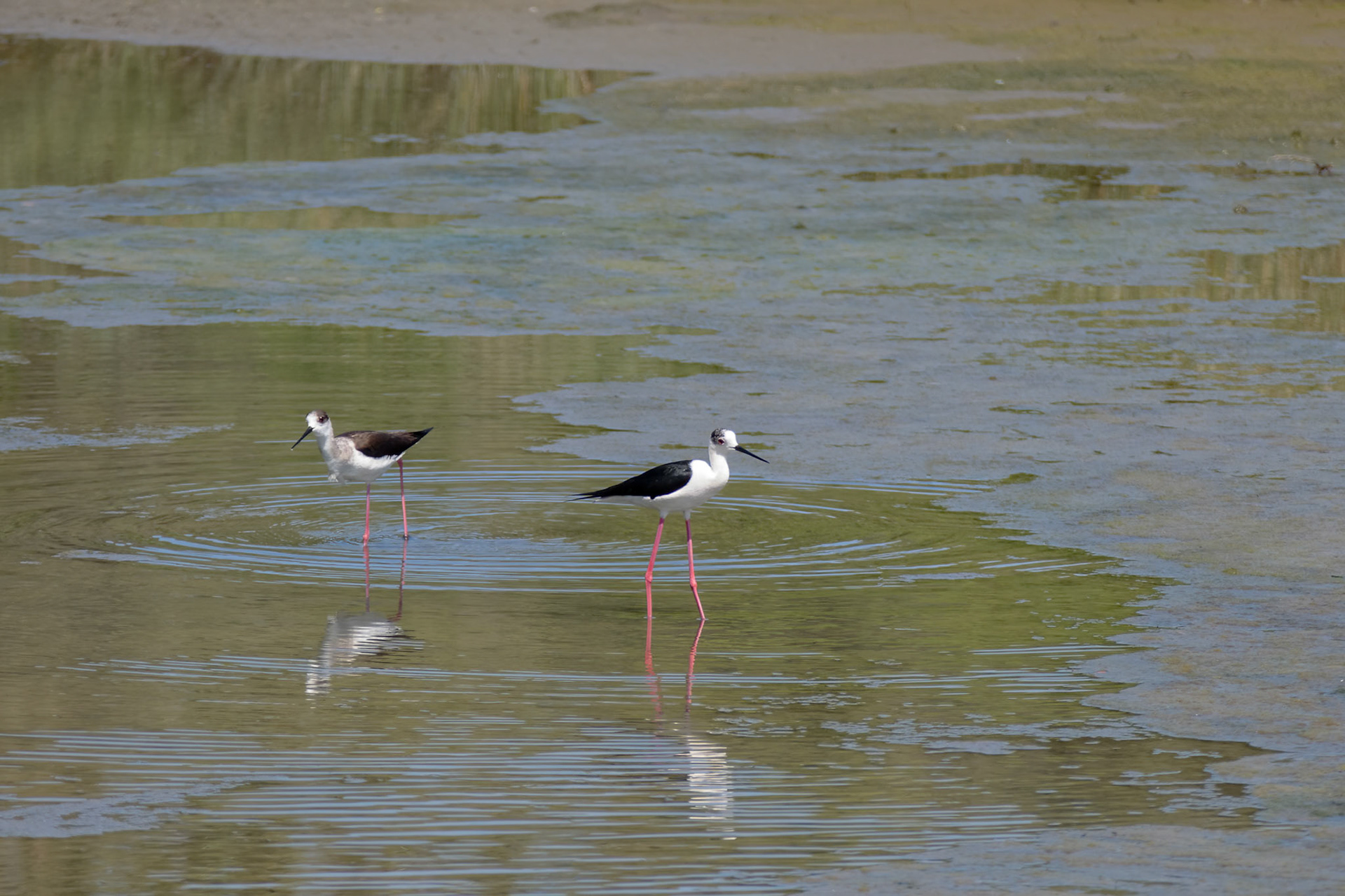 Black-winged Stilt, Common Stilt, or Pied Stilt (Himantopus himantopus)