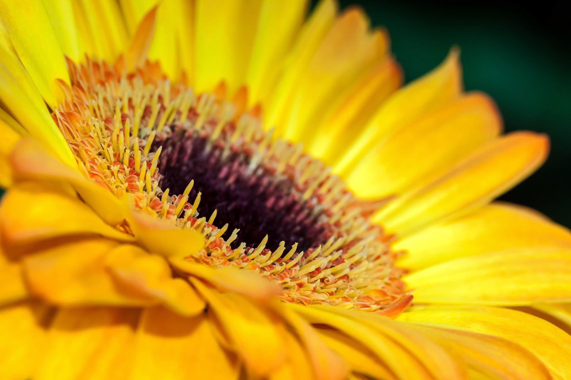Golden Gerbera Close-up