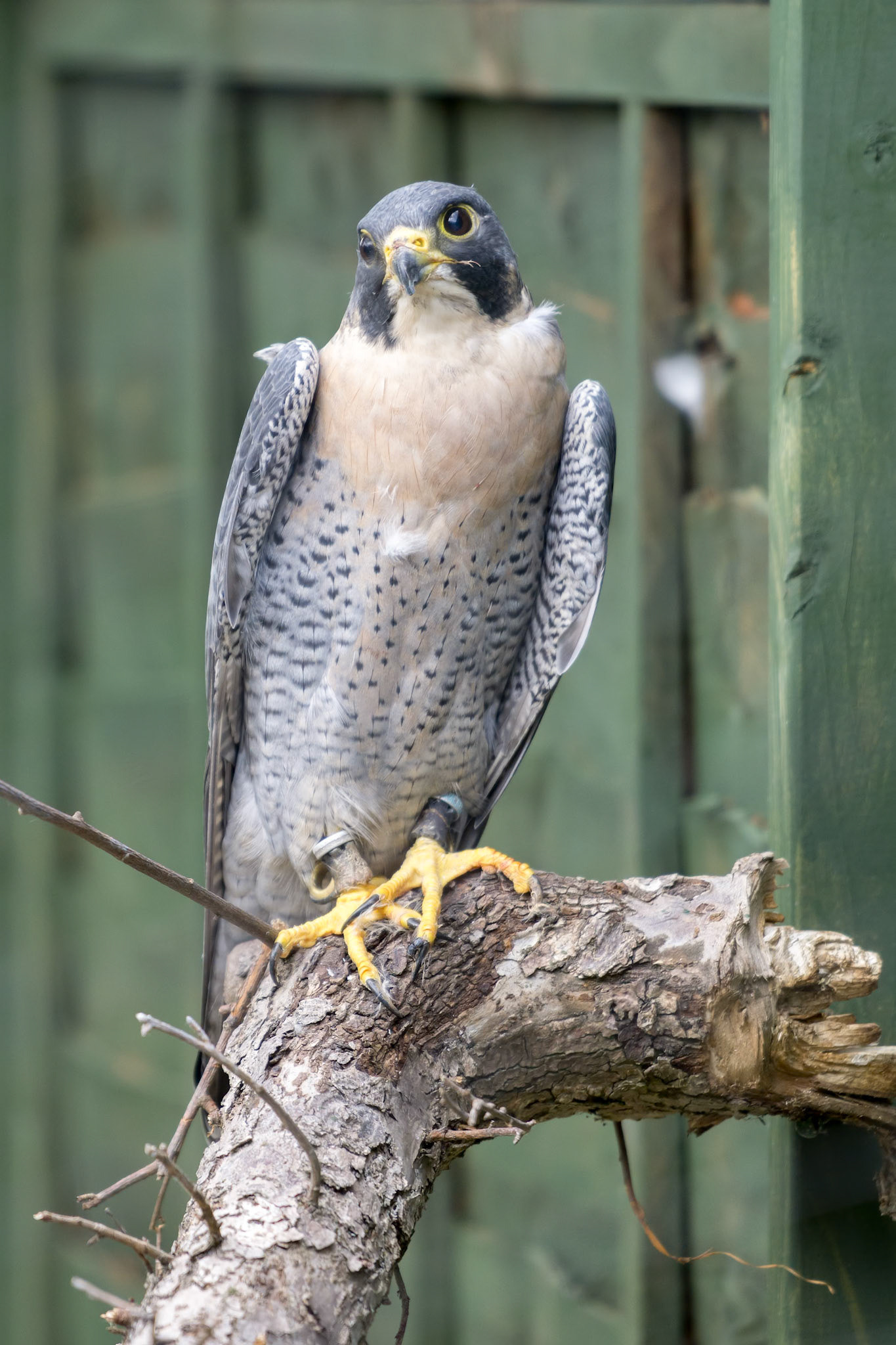 Perigrine Falcon ( Falco perigrinus) perching on a dead tree