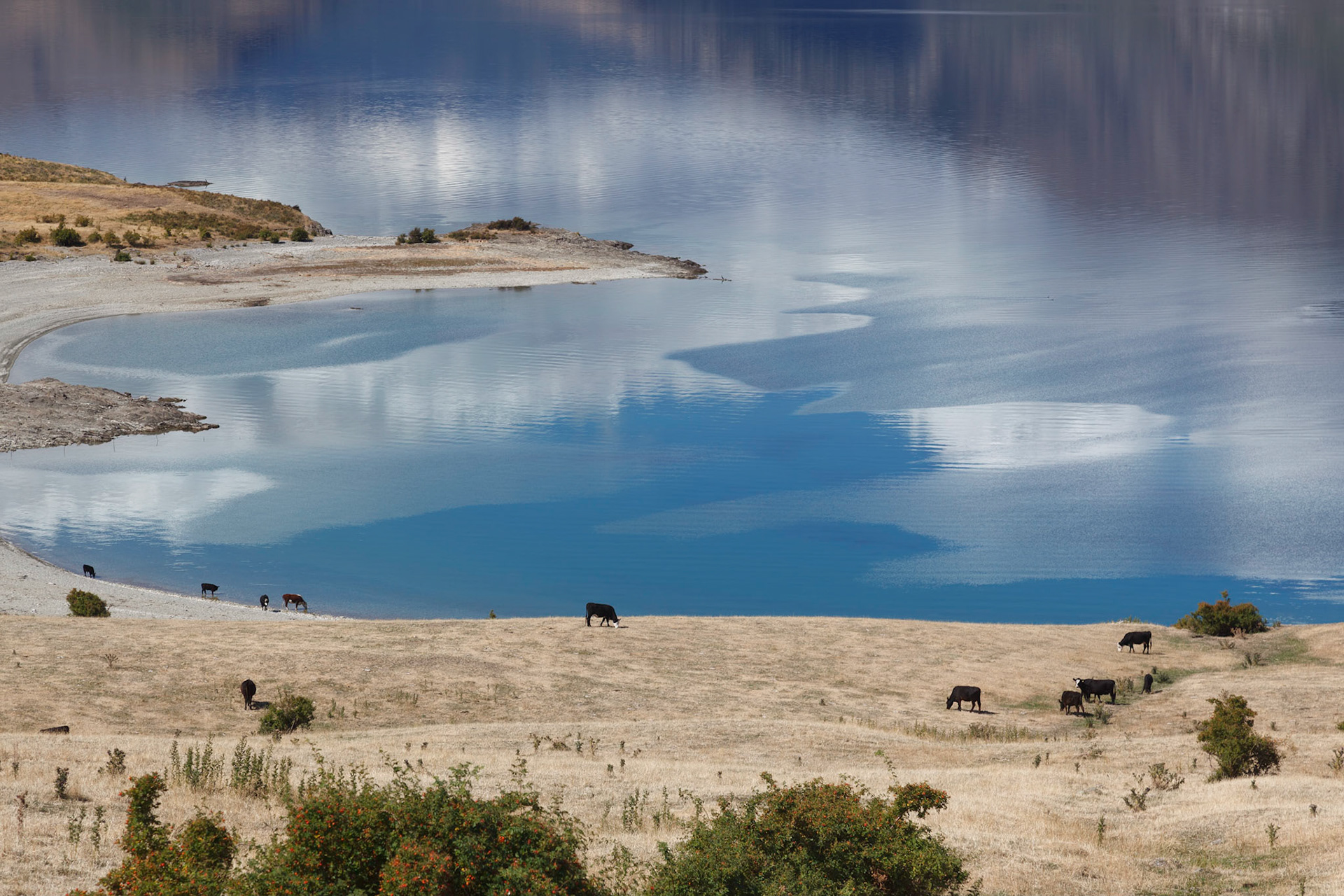Cattle grazing on the land surrounding Lake Hawea