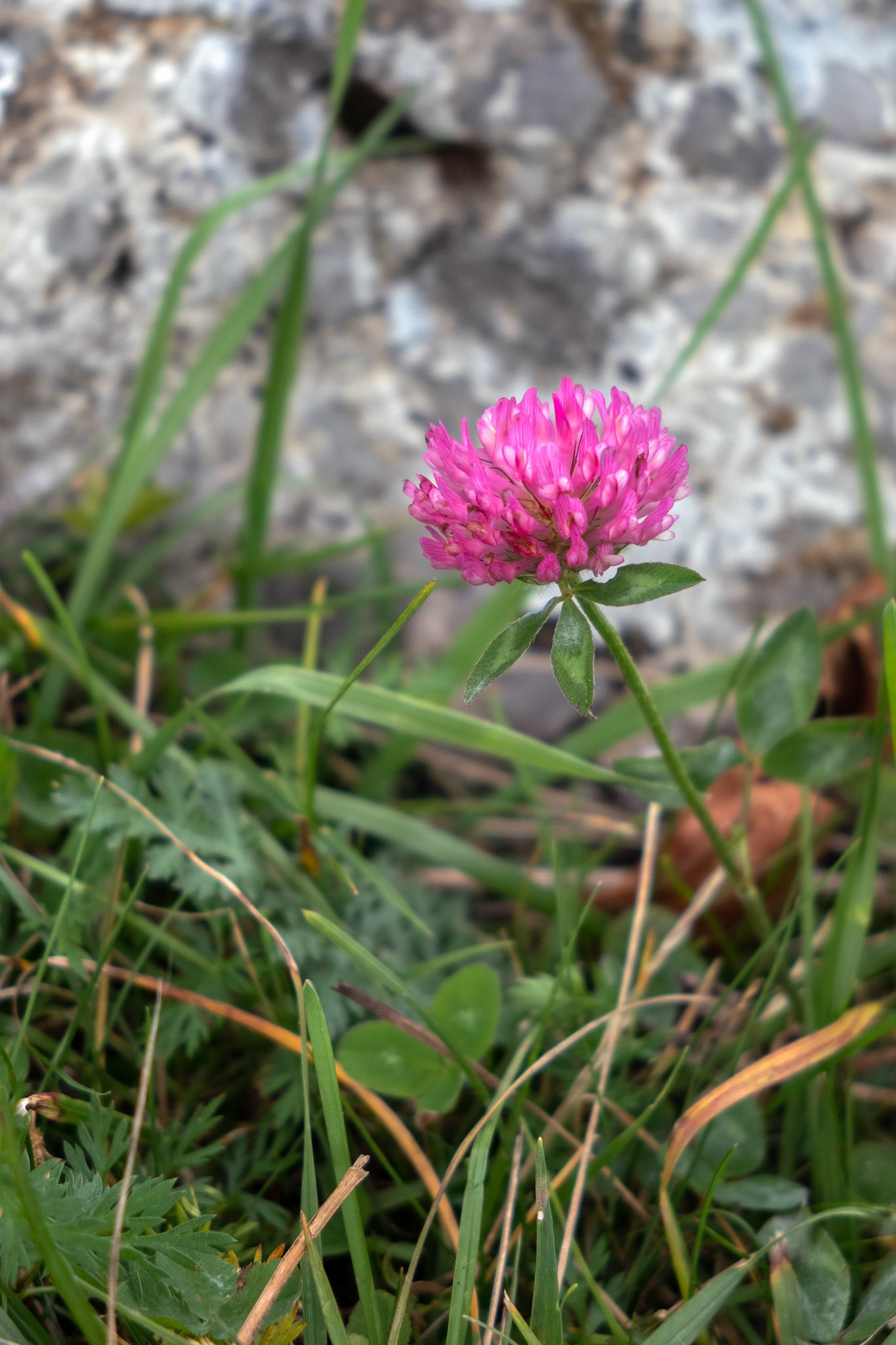 Alpine Clover (Trifolium alpinium) flowering on Monte Poieto in Italy