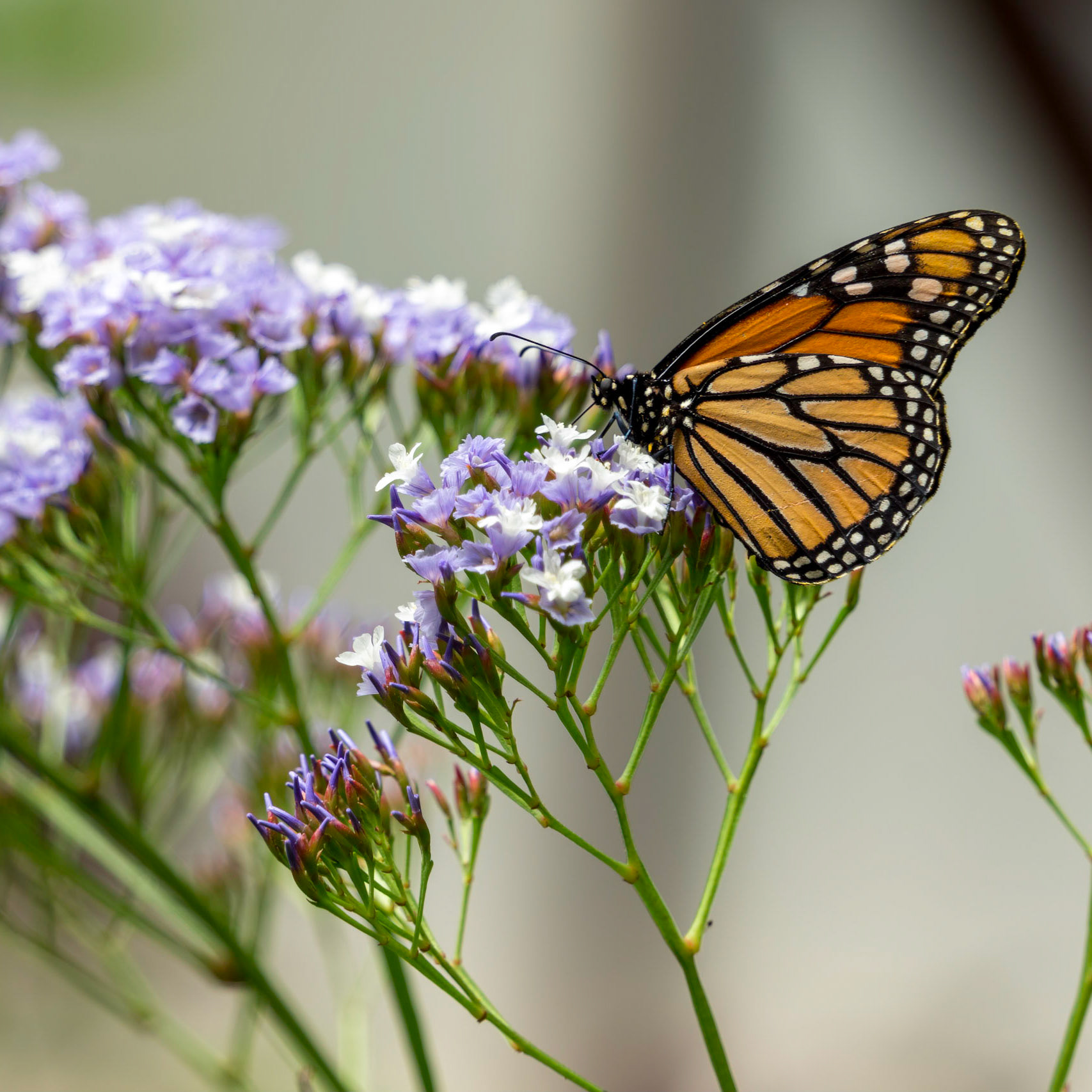 MASPALOMAS, GRAN CANARIA, SPAIN - MARCH 8 : Monarch Butterfly at Palmitos Park, Maspalomas, Gran Canaria, Canary Islands, Spain on March 8, 2022