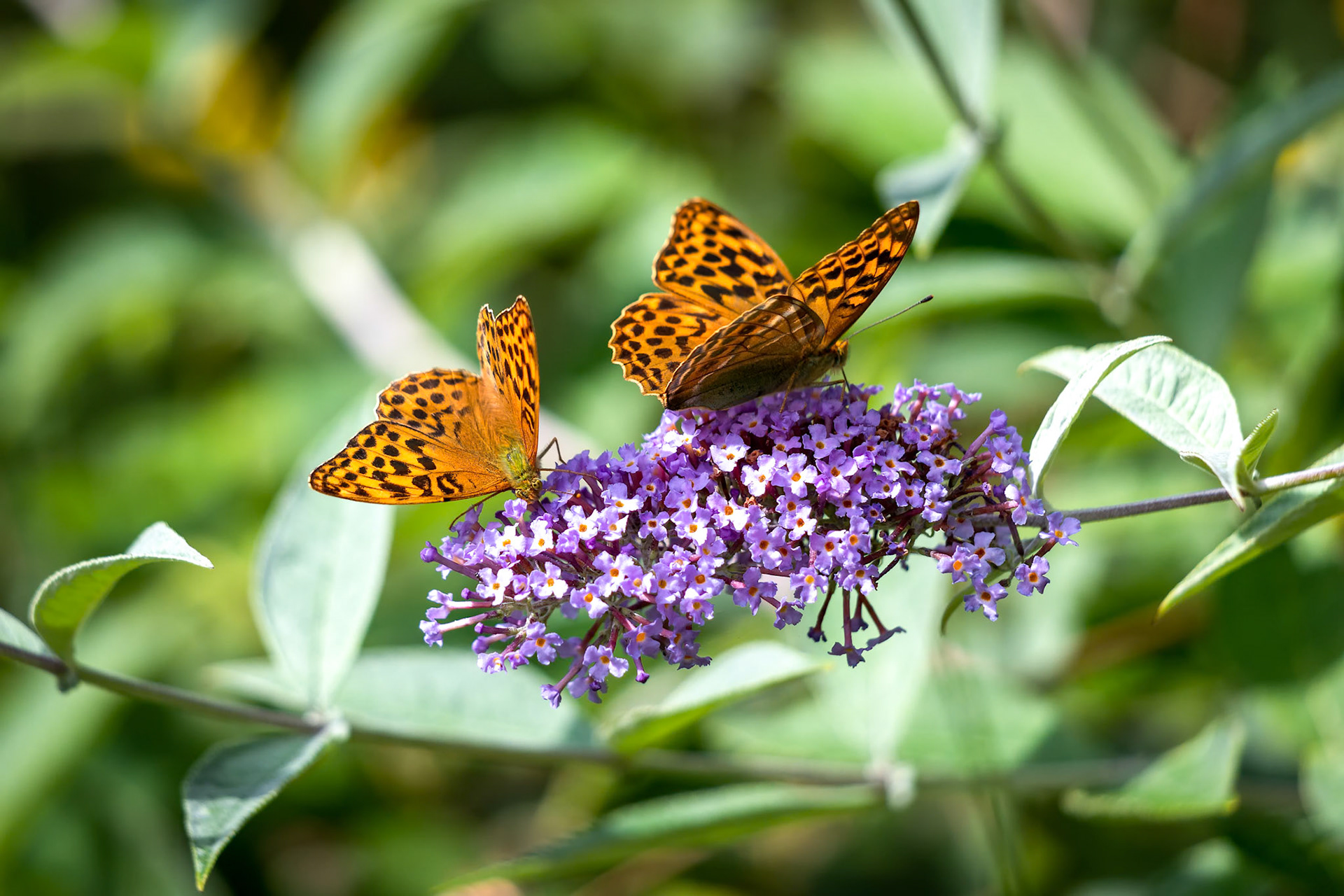 Silver-washed Fritillary (Argynnis paphia) feeding on a Buddleia