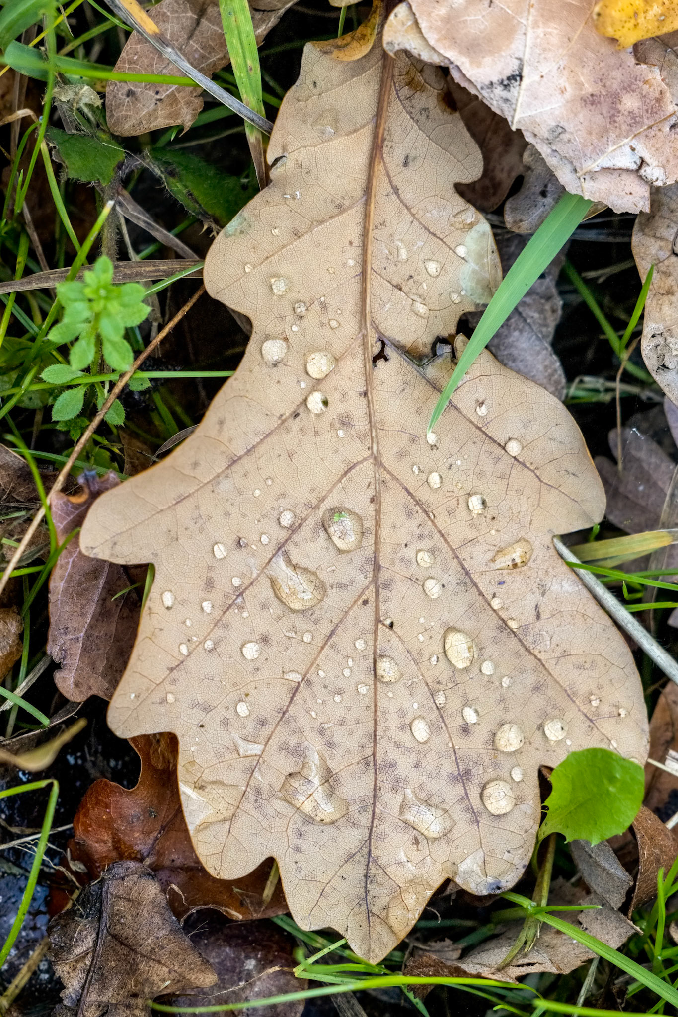 Fallen Oak leaves on the ground in autumn