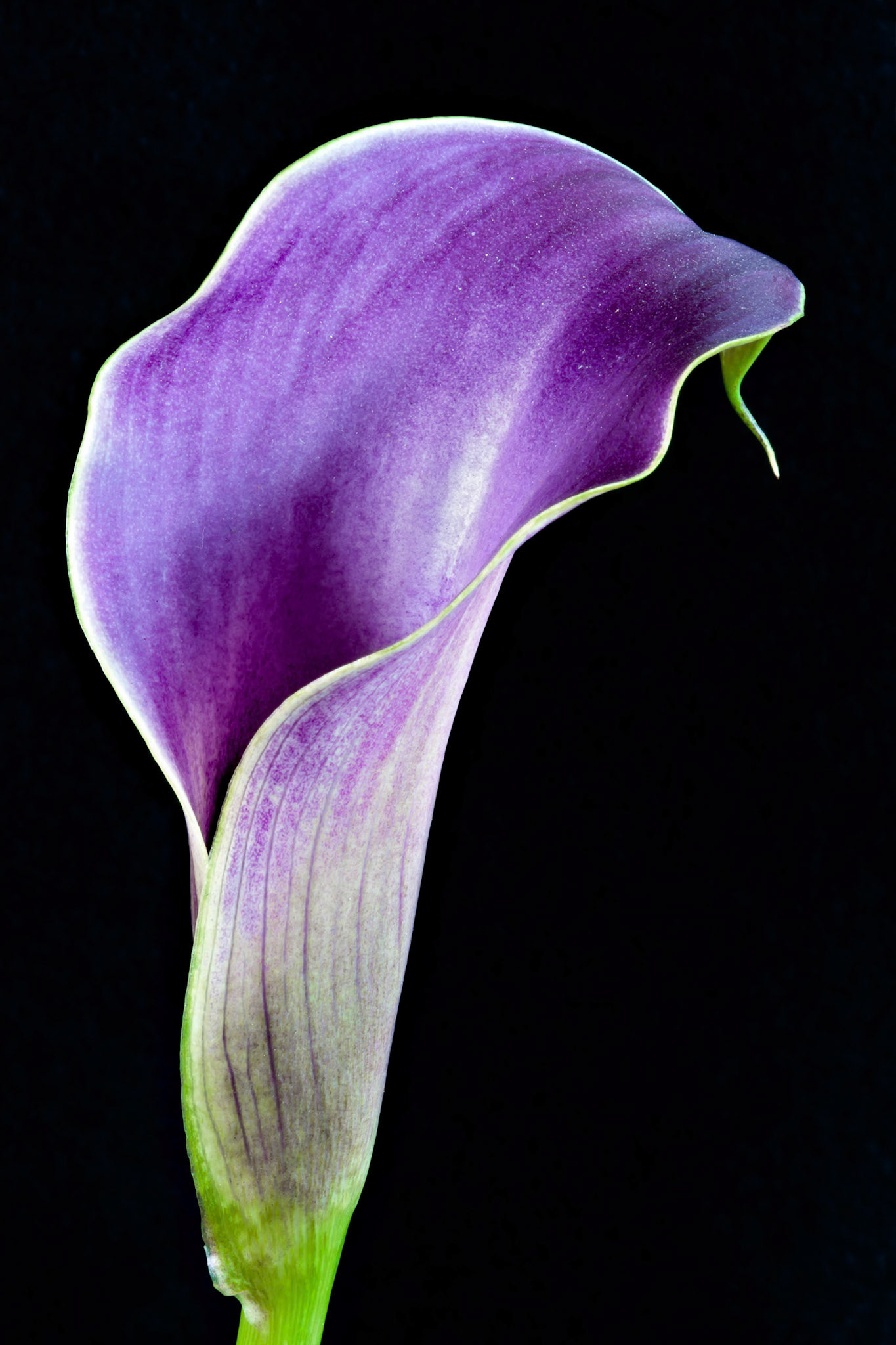 Purple Calla Lily