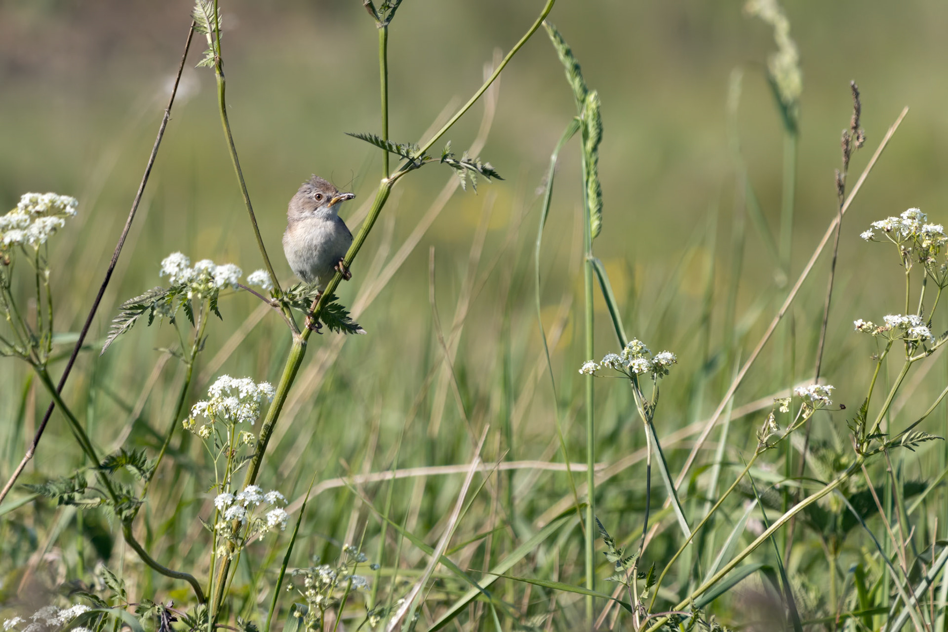 Common Whitethroat (Sylvia communis) hunting for food