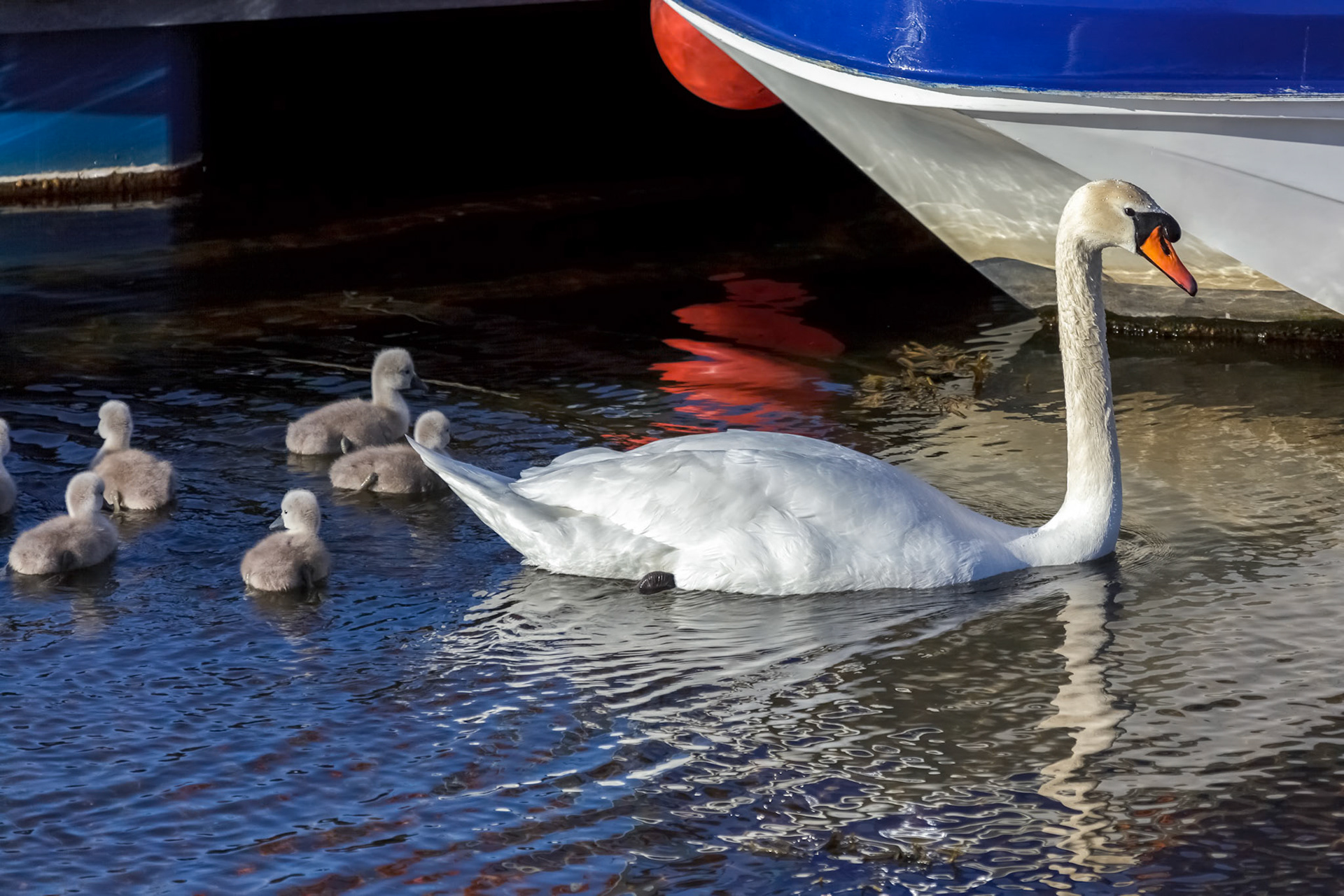 Mute Swans (Cygnus olor) with Cygnets