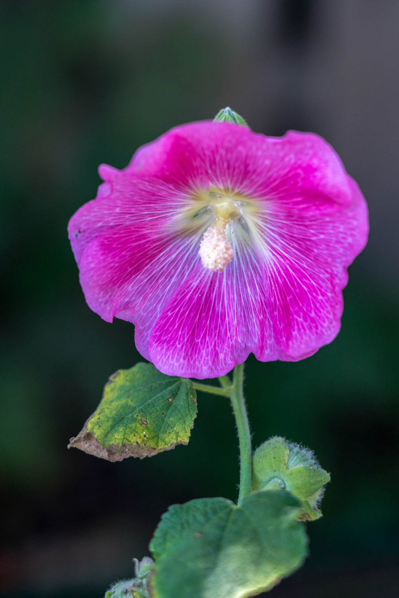 Pink Hibiscus flowering in Romania