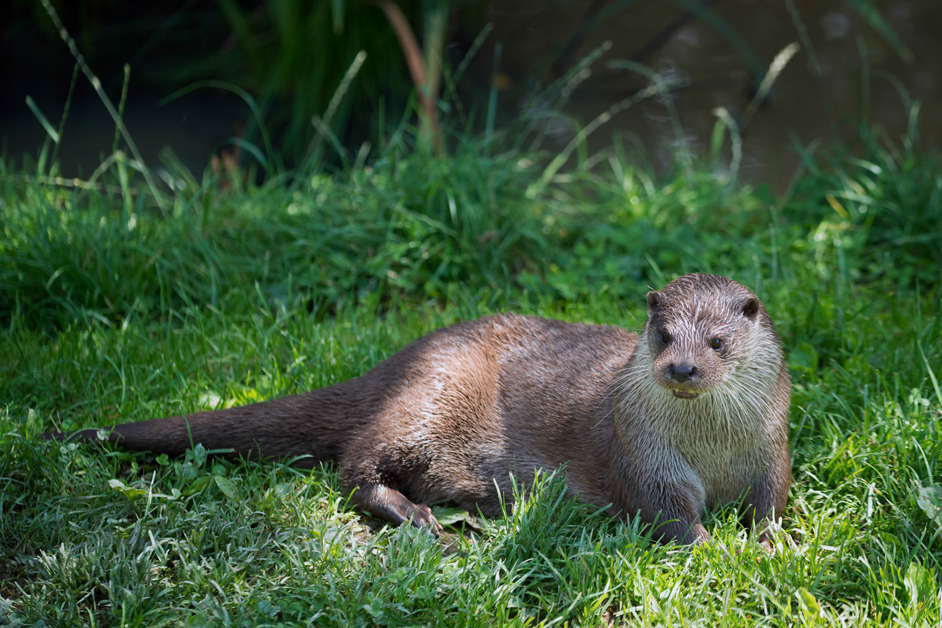 Eurasian Otter (Lutra lutra)