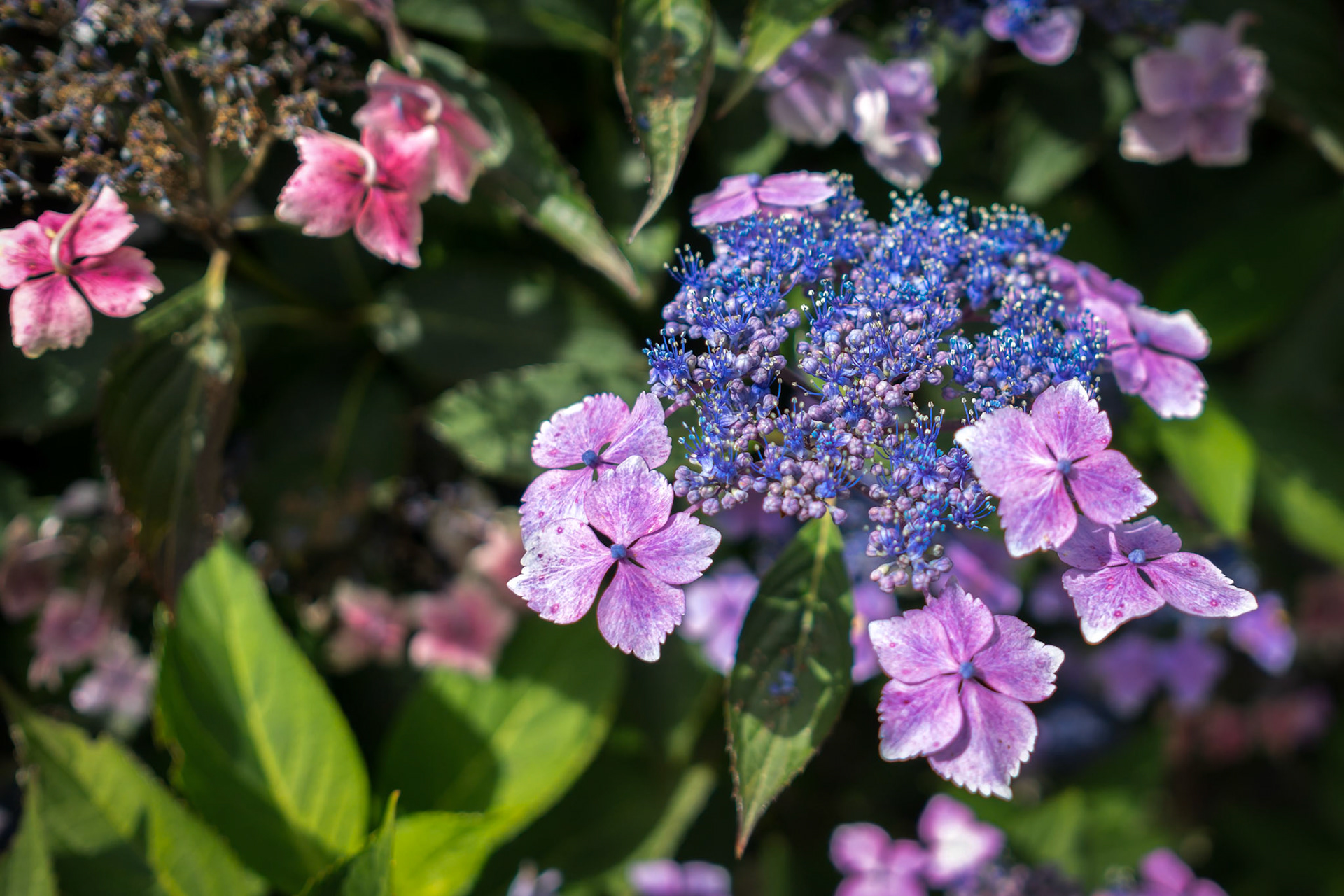 Blue Lacecap Hydrangea just beginning to flower