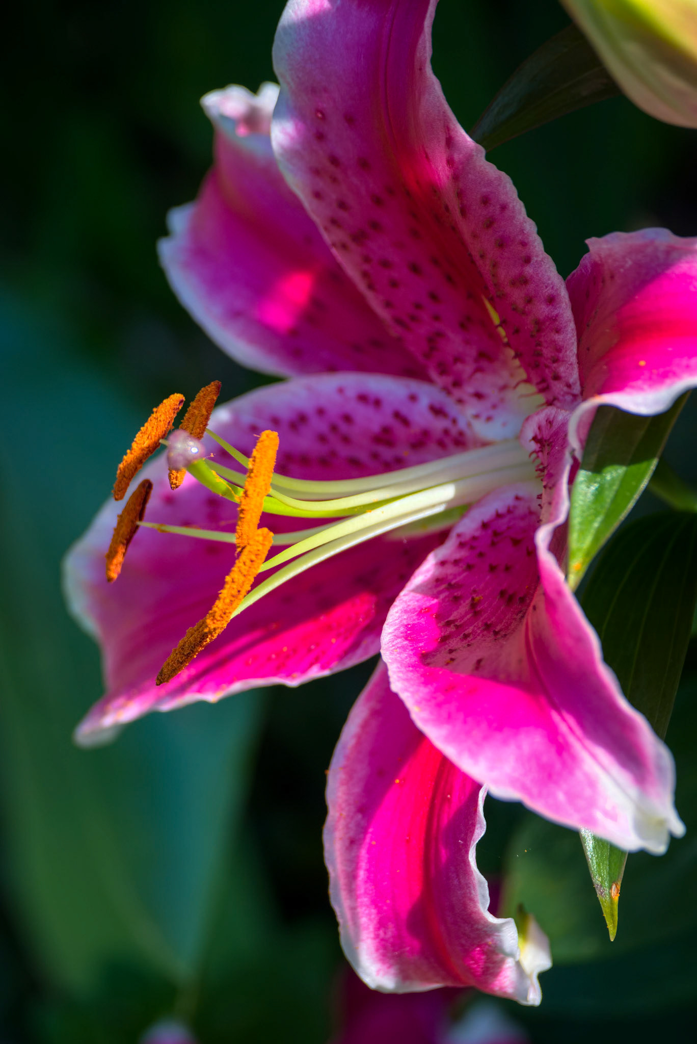 Pink Spotted Lily Flowering in Sussex