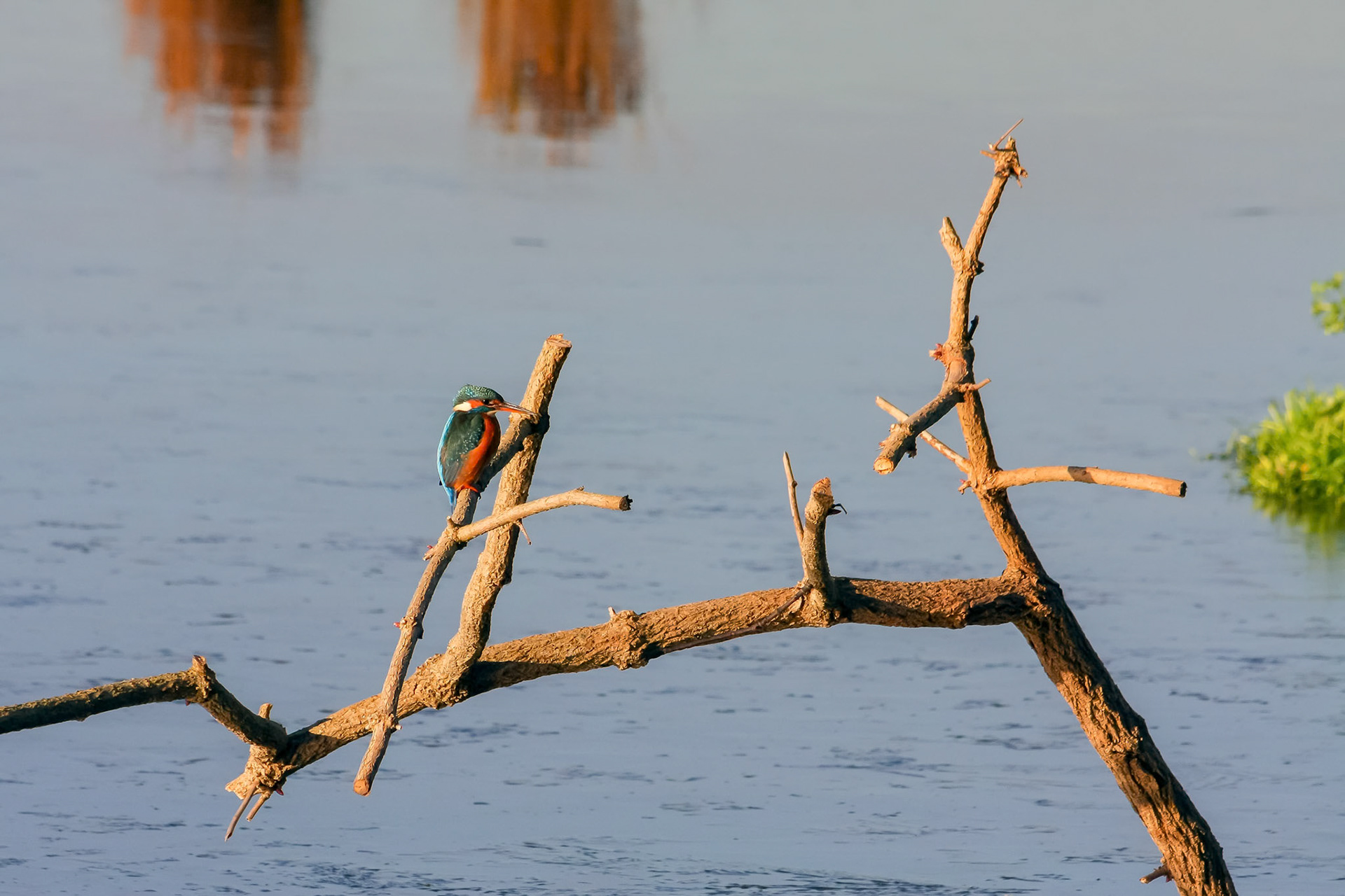 Kingfisher (Alcedo atthis) at Rainham Marshes