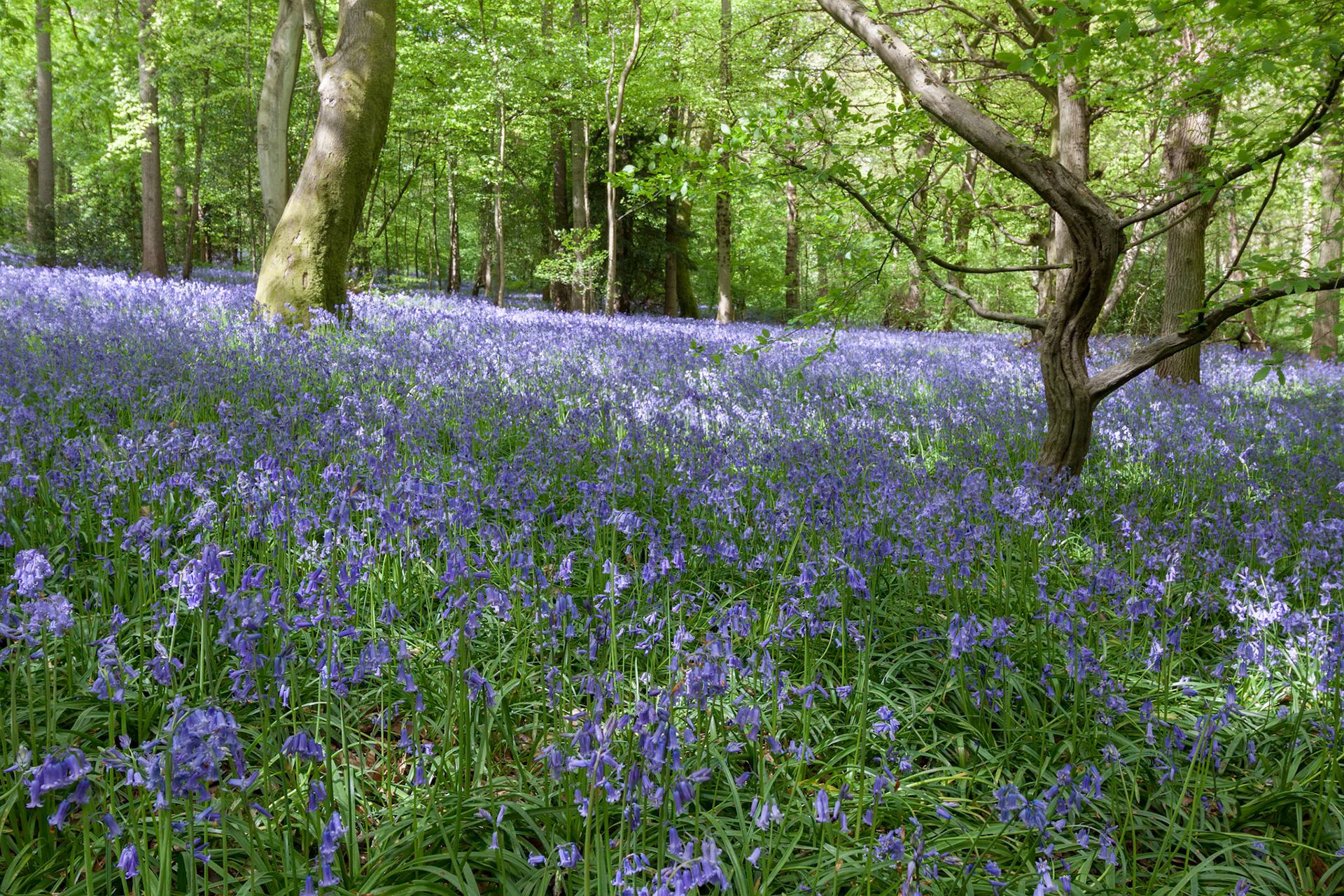 Bluebells in Staffhurst Woods near Oxted Surrey