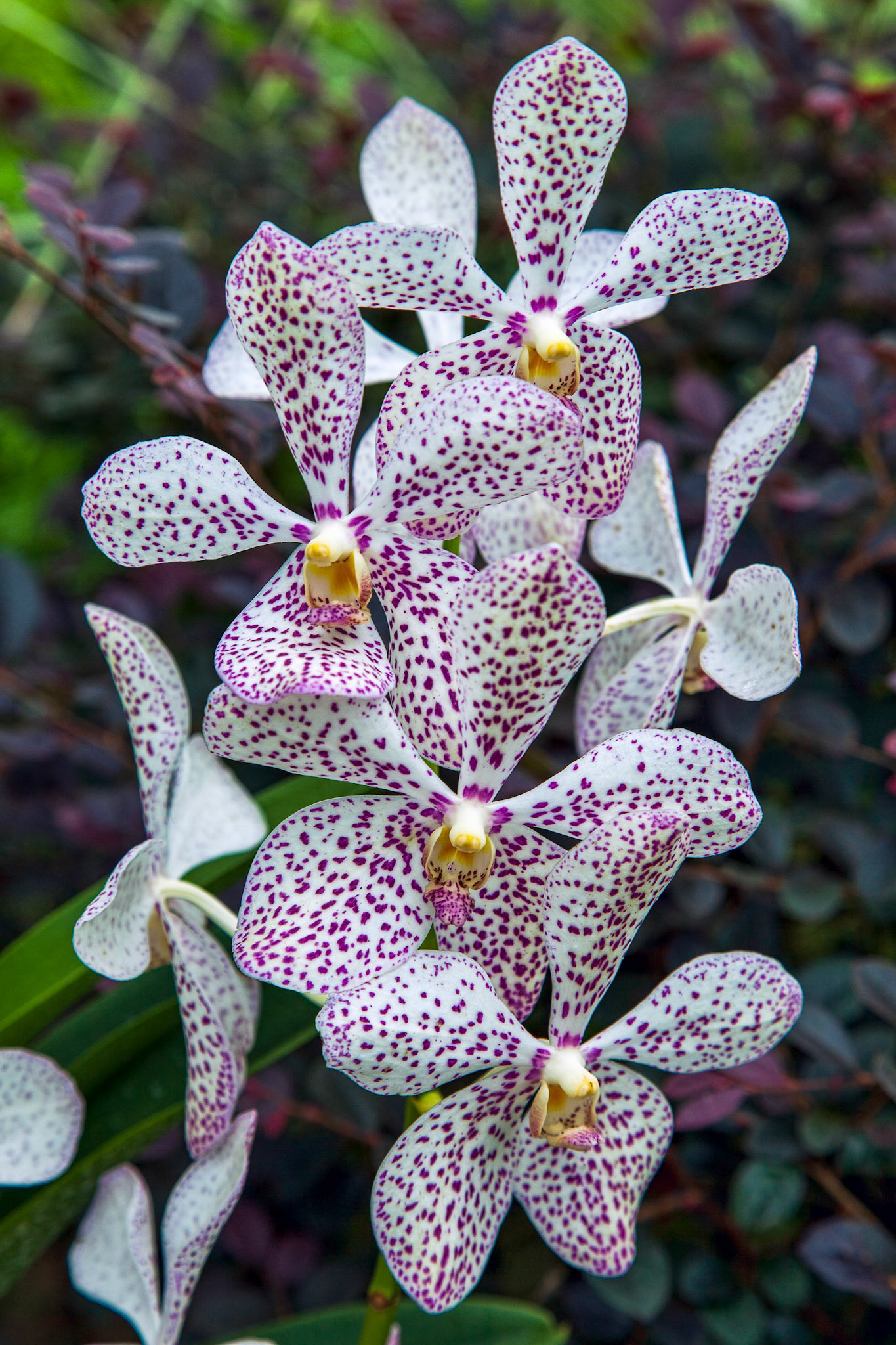 Orchid in Singapore Botannical Gardens