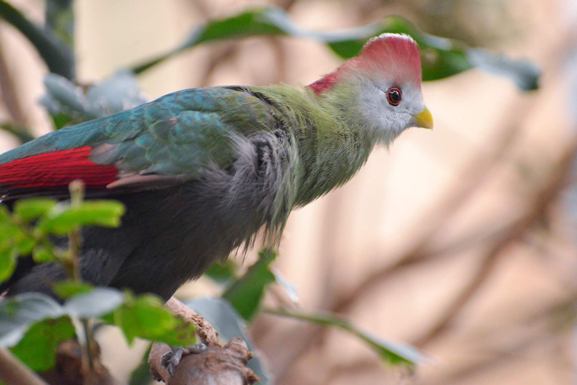 Red-crested Turaco (Tauraco erythrolophus) resting in a tree