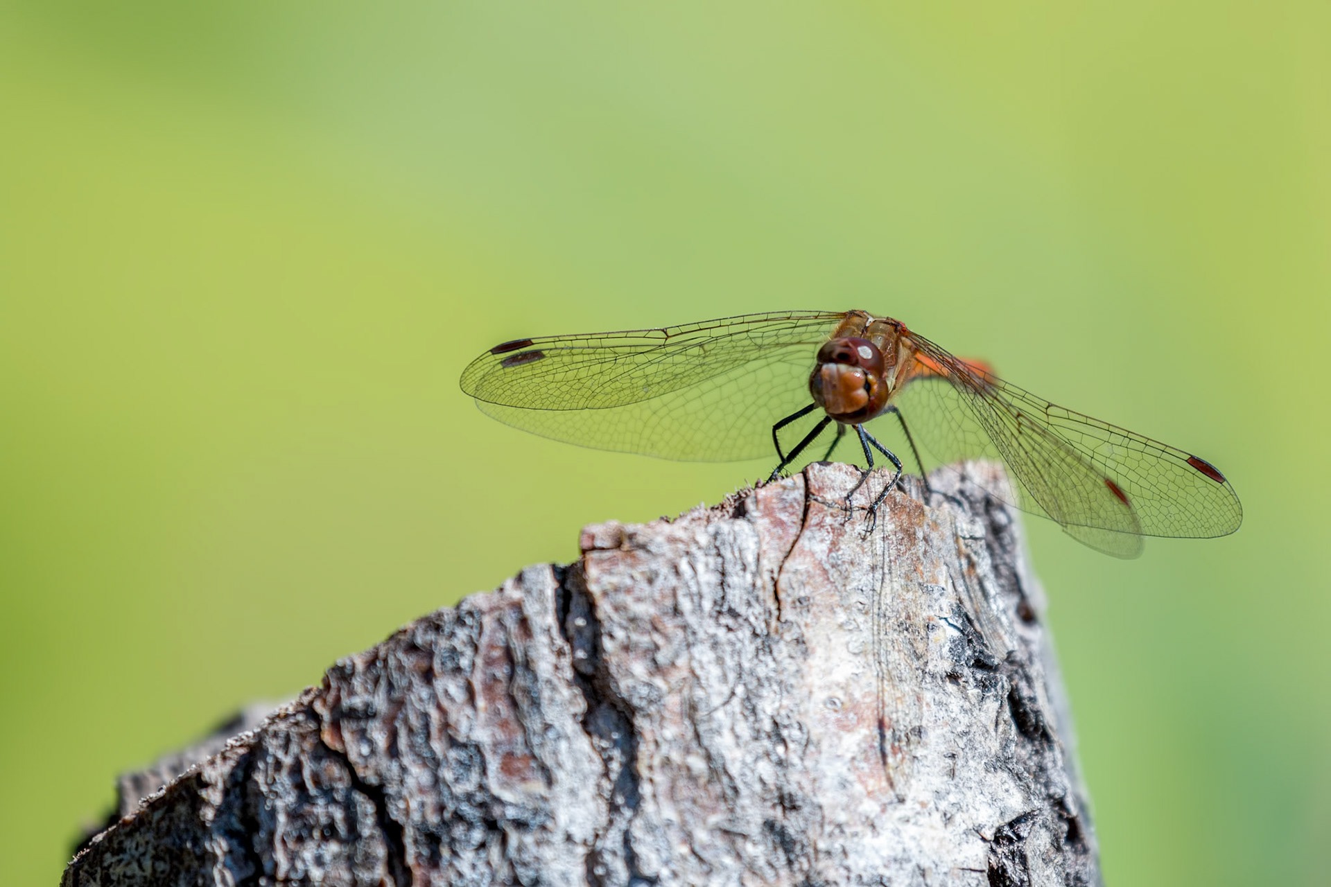 Common Darter (Sympetrum striolatum)
