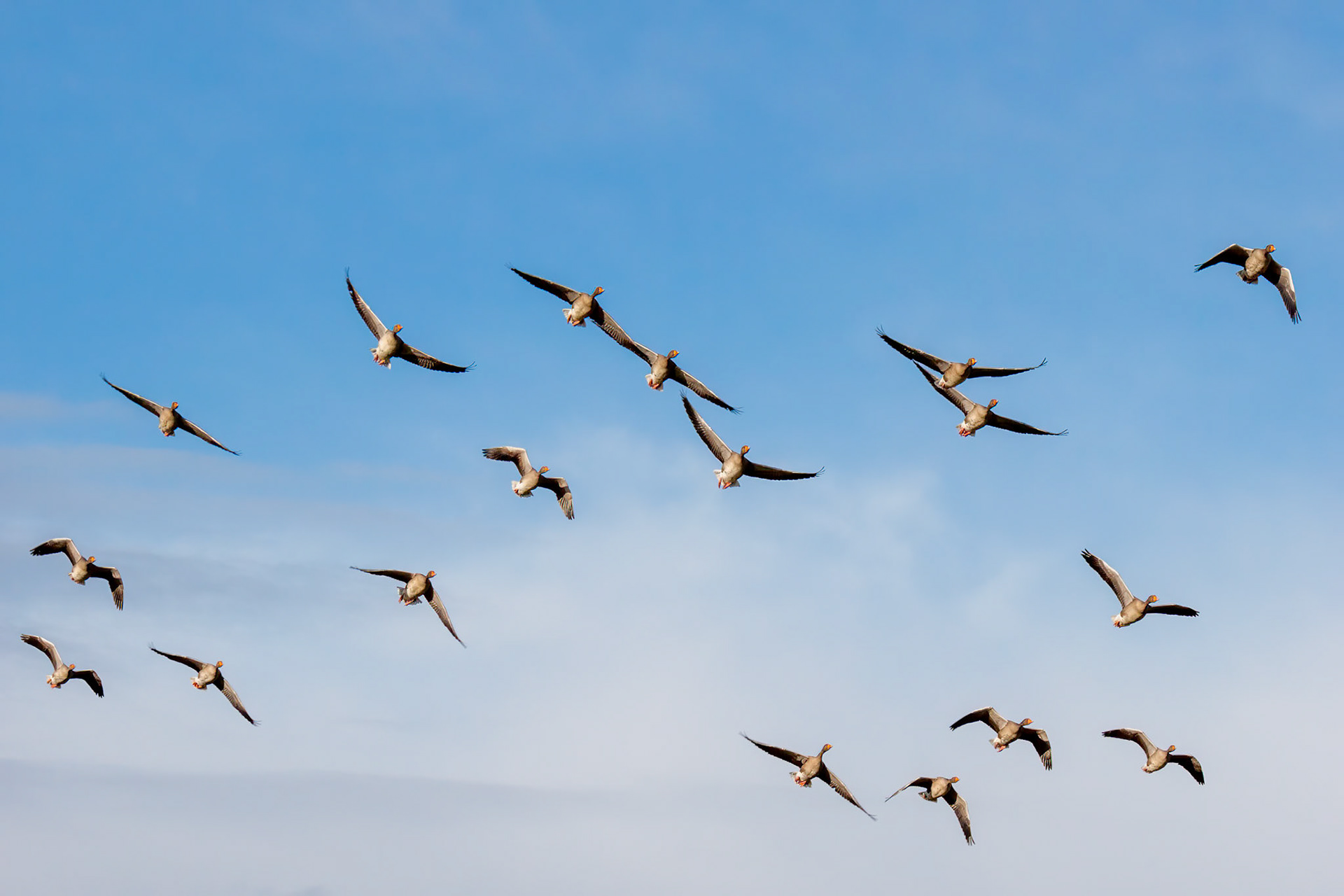Greylag Geese (Anser anser) in Flight