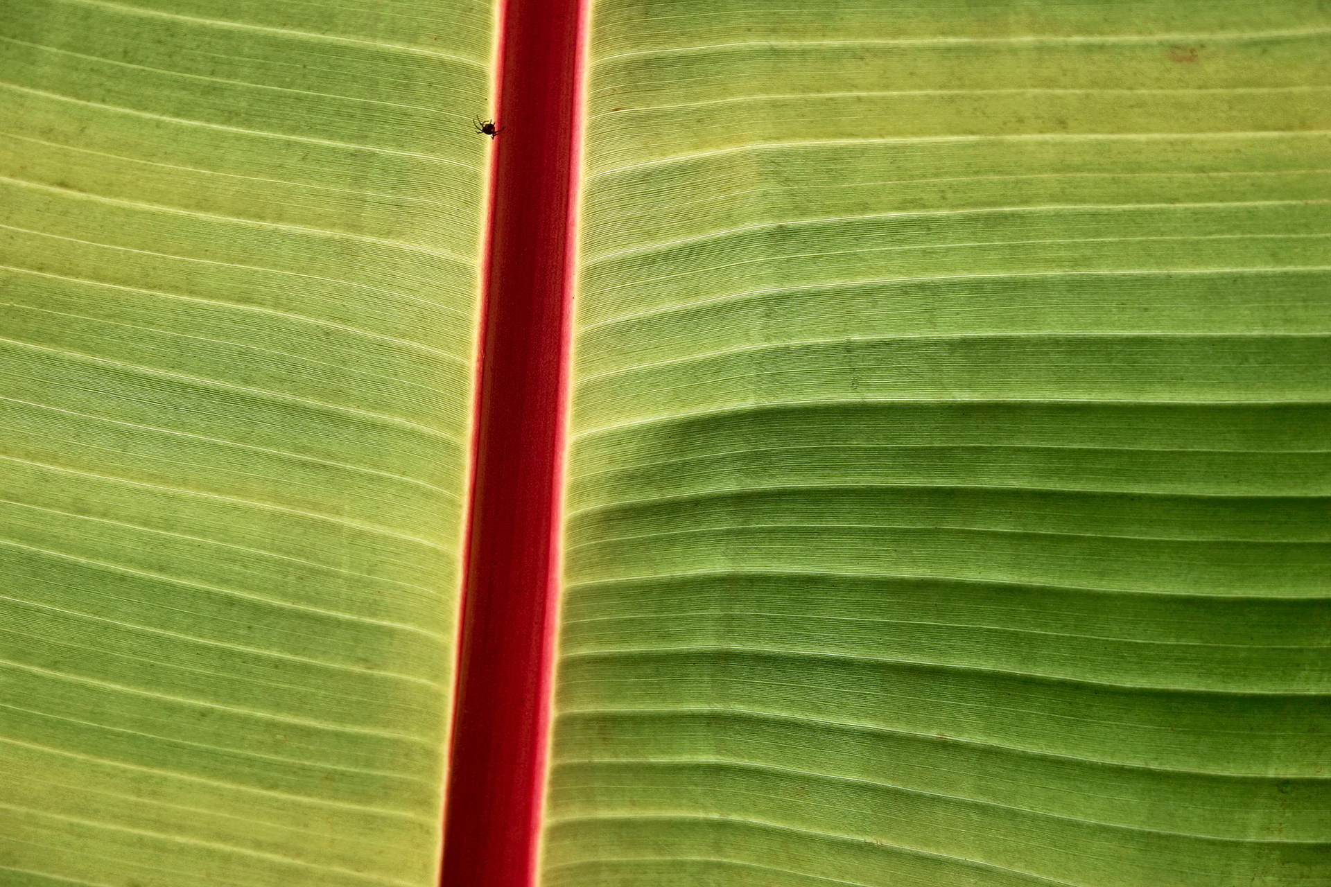 A Very Small Spider on a Large Leaf