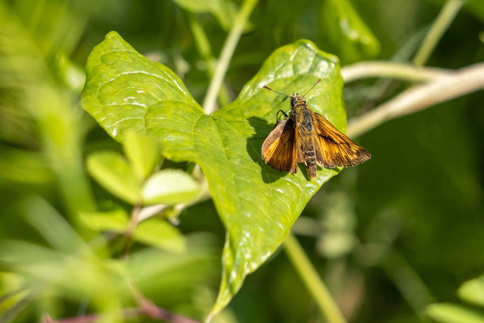 Large Skipper Butterfly (Ochlodes venatus) resting on a leaf in the summer sunshine