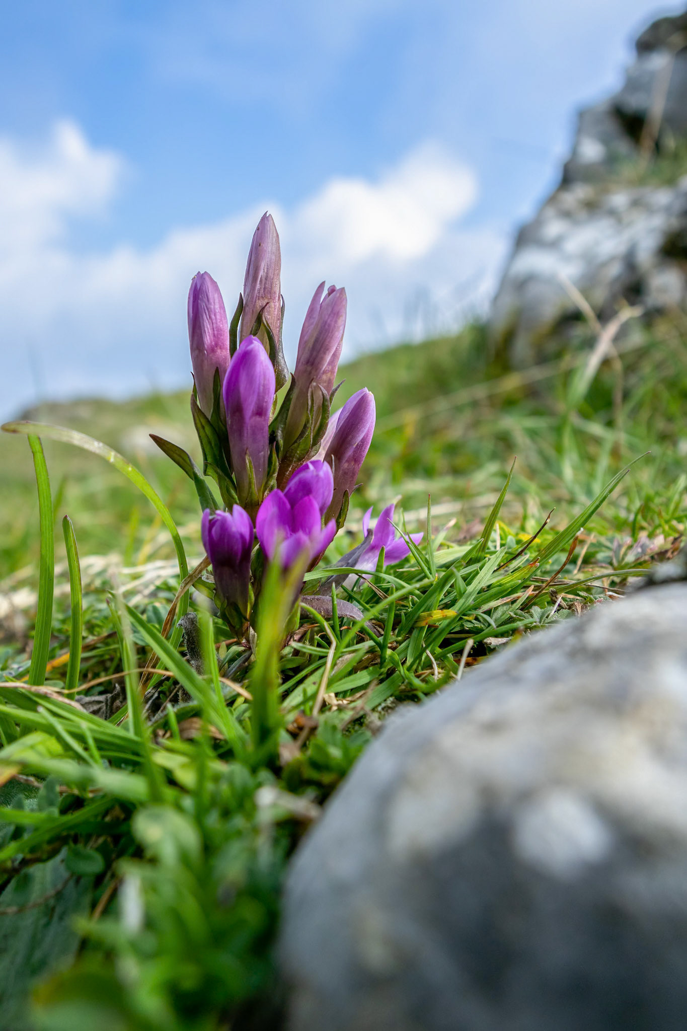German Gentian (Gentianella germanica) flower growing on Monte Poieto in Italy