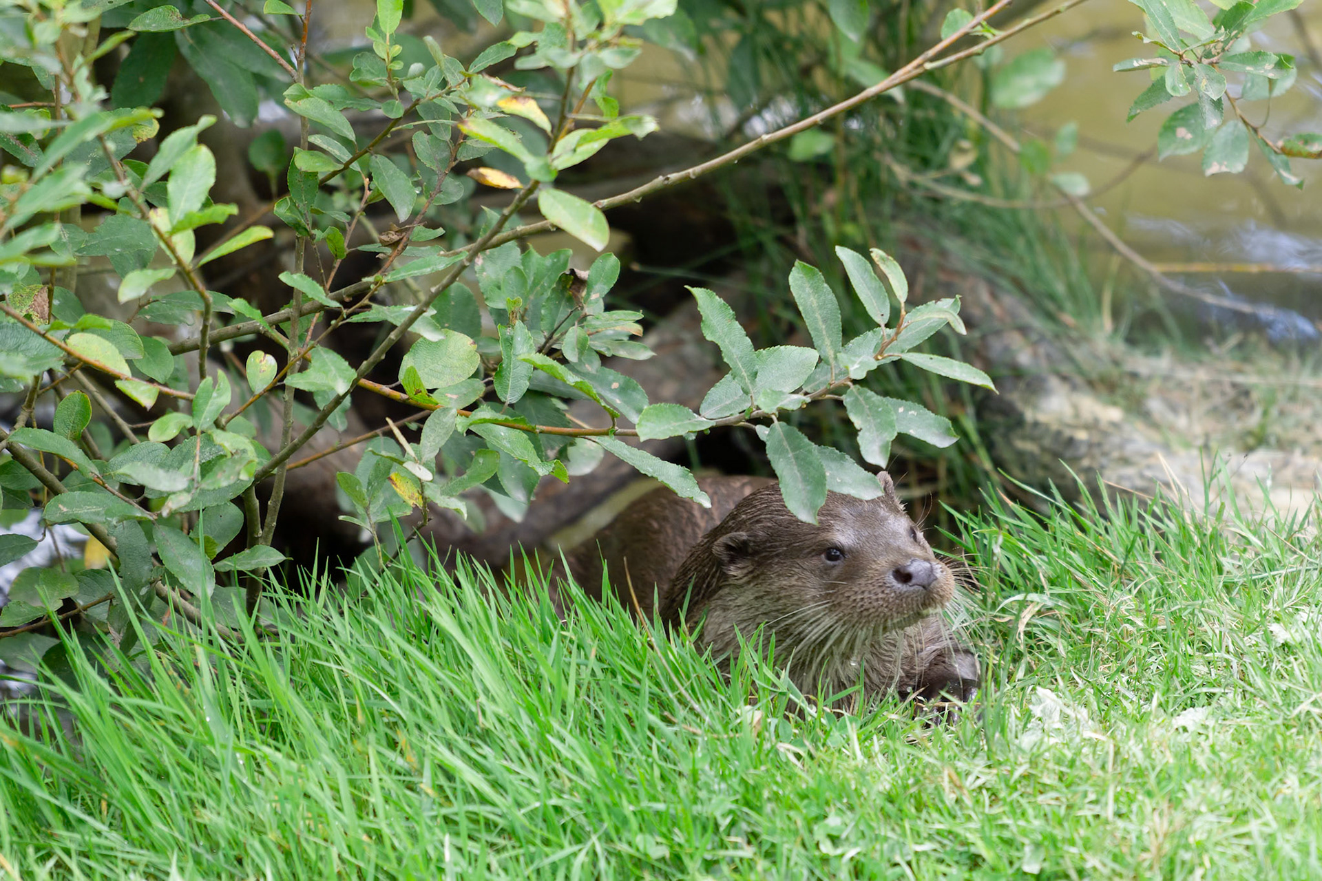 Eurasian Otter (Lutra lutra) alert by the lakeside
