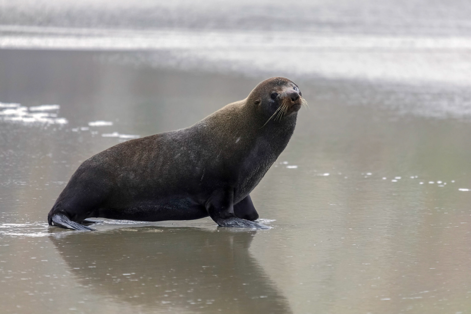 New Zealand Fur Seal (Arctocephalus forsteri)