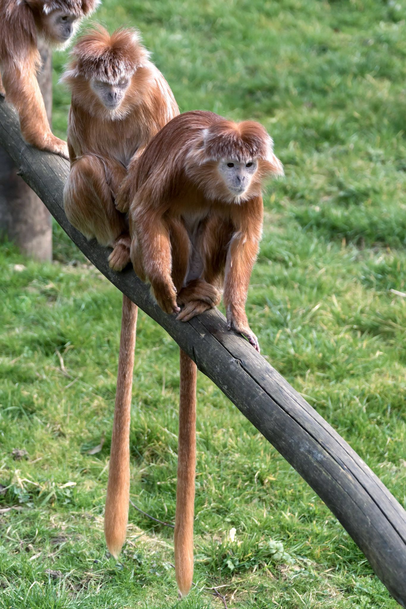 Javan Lutung (Trachypithecus auratus)
