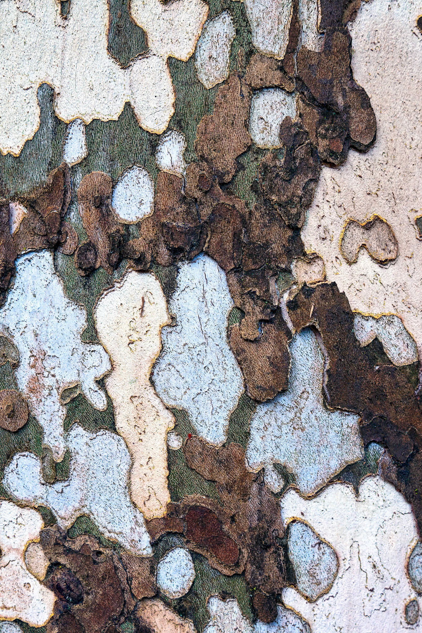 Unusual Bark on a Plane Tree in Parco di Monza