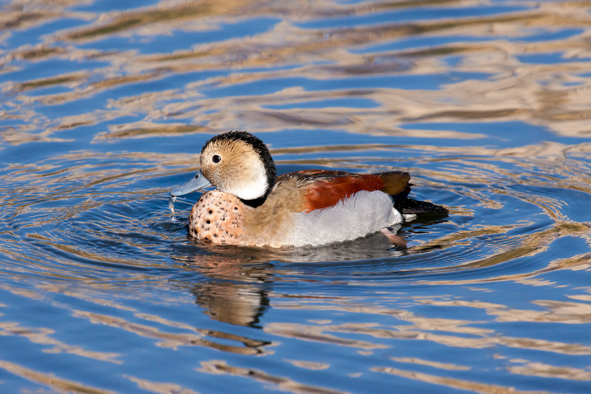 Ringed Teal (Callonetta leucophrys) swimming across a lake in London