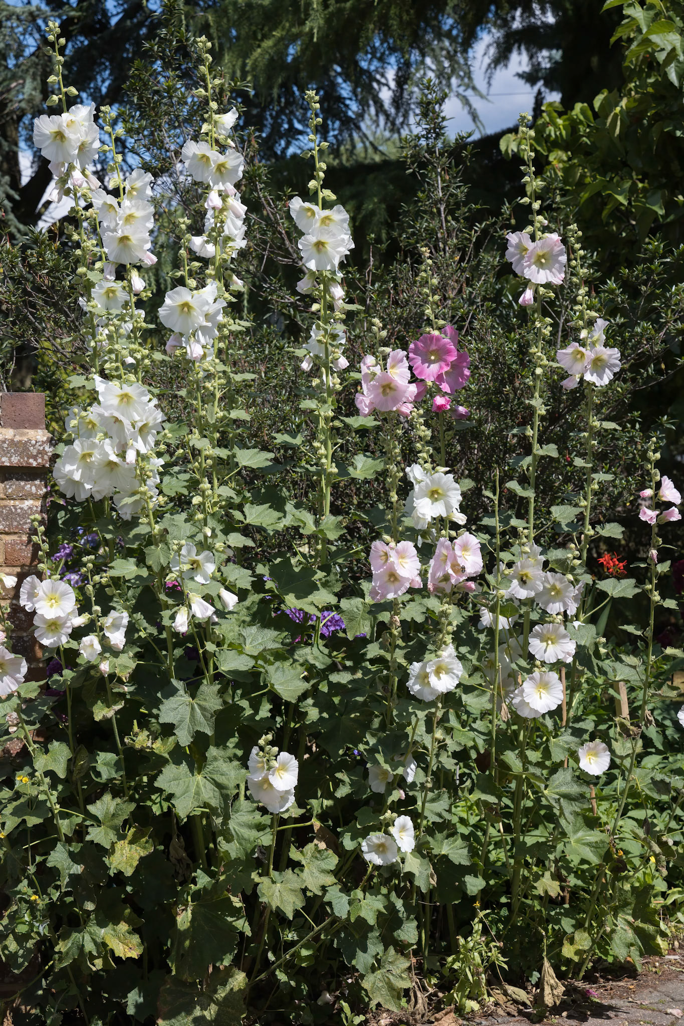 Hollyhocks (Alcea) flowering in East Grinstead