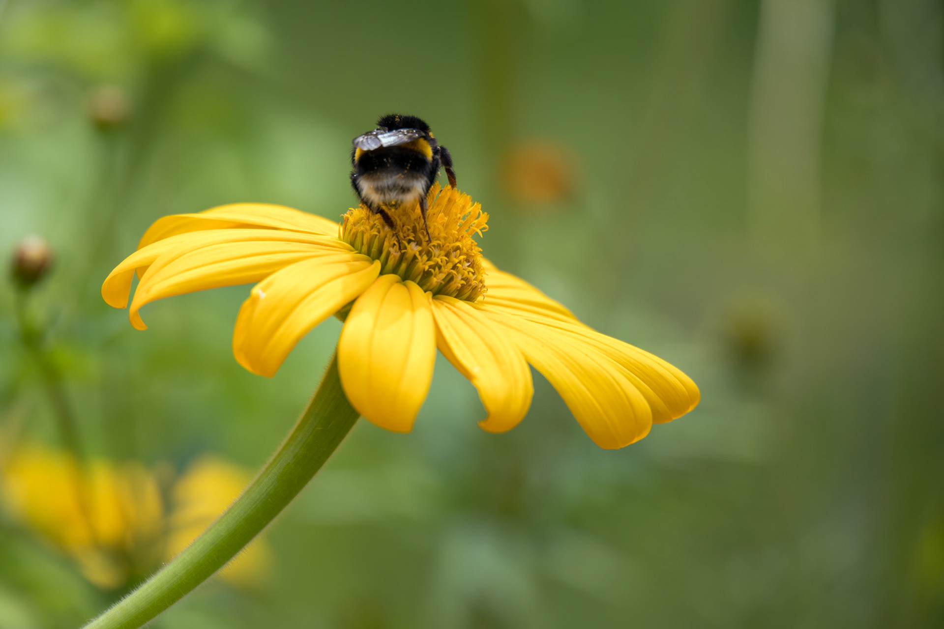 Bee feeding on a Jerusalem Artichoke (Helianthus tuberosus) flowering in a garden in Italy