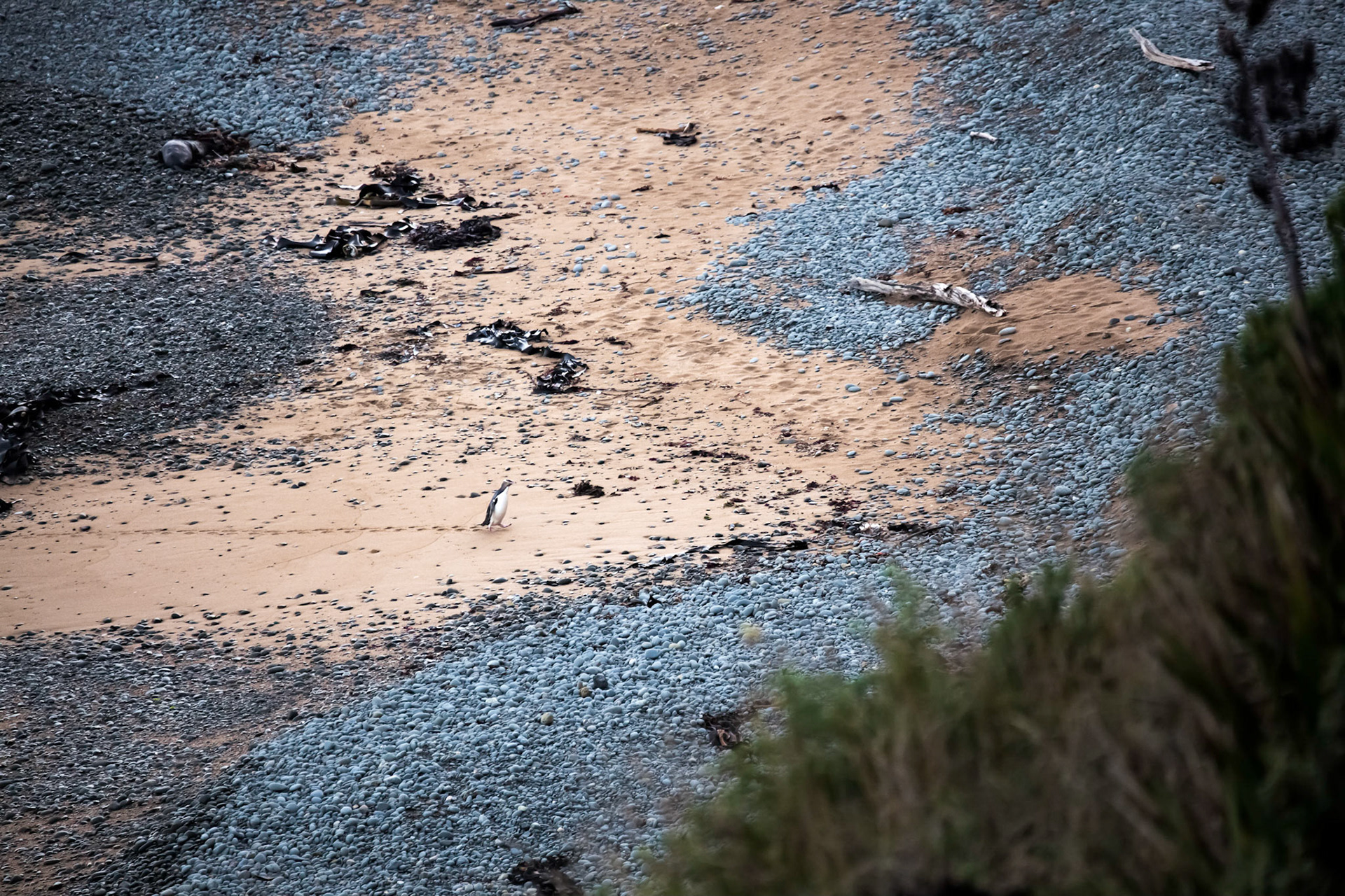 Yellow-eyed Penguin (Megadyptes antipodes)